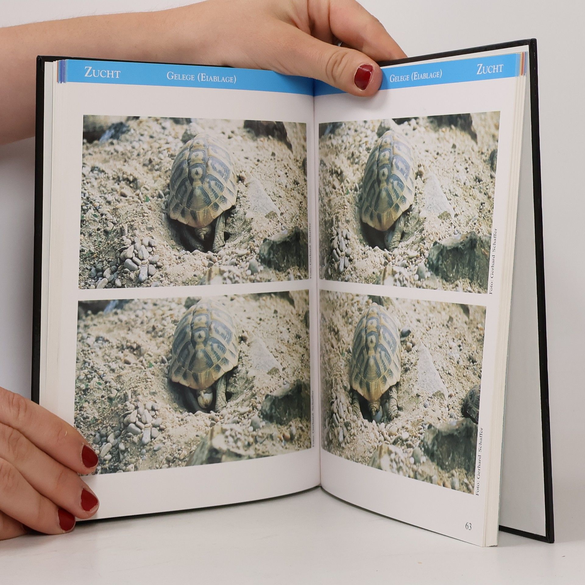 Gerhard Polaschek Die Griechische Landschildkröte, Testudo hermanni