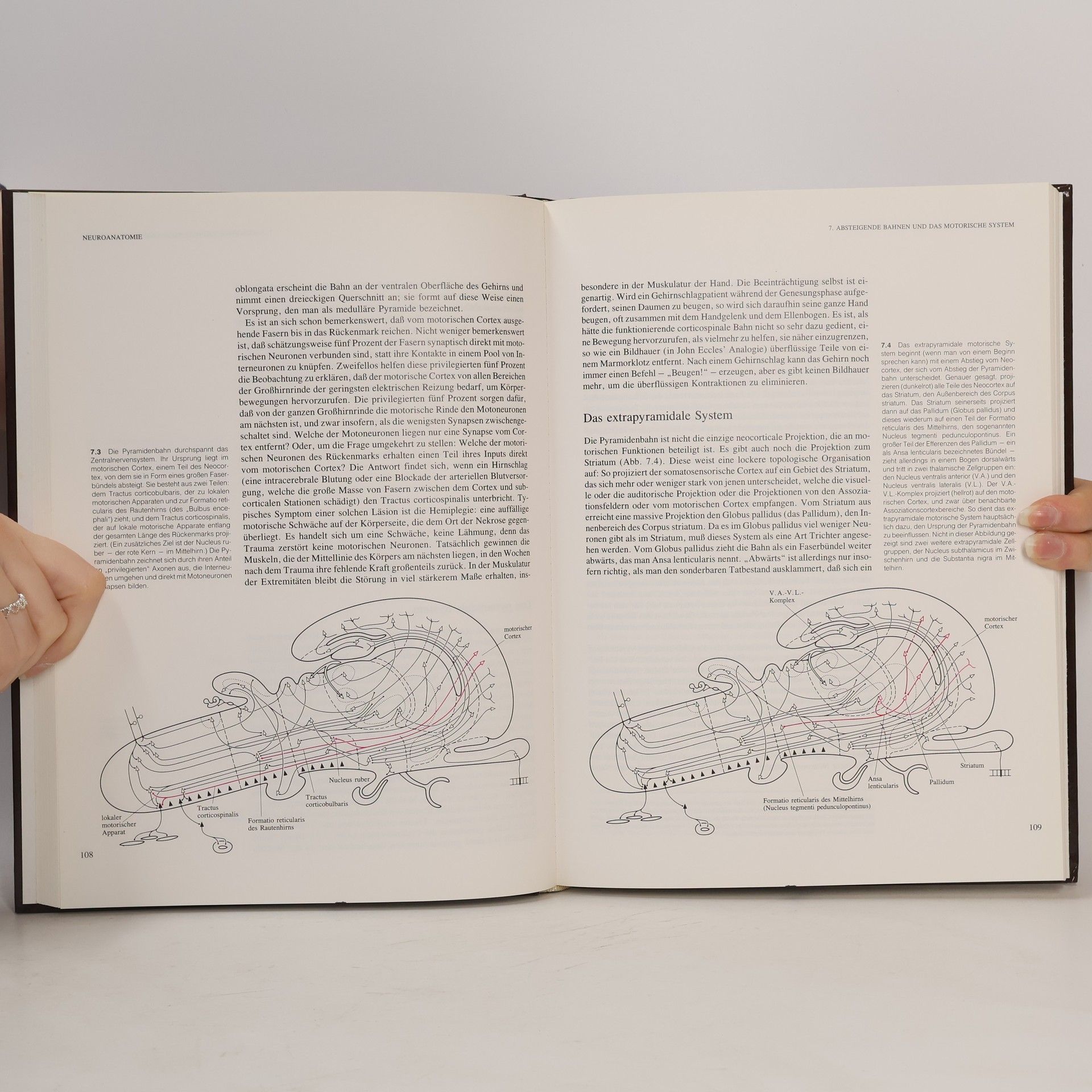 Walle J. H. Nauta Neuroanatomie
