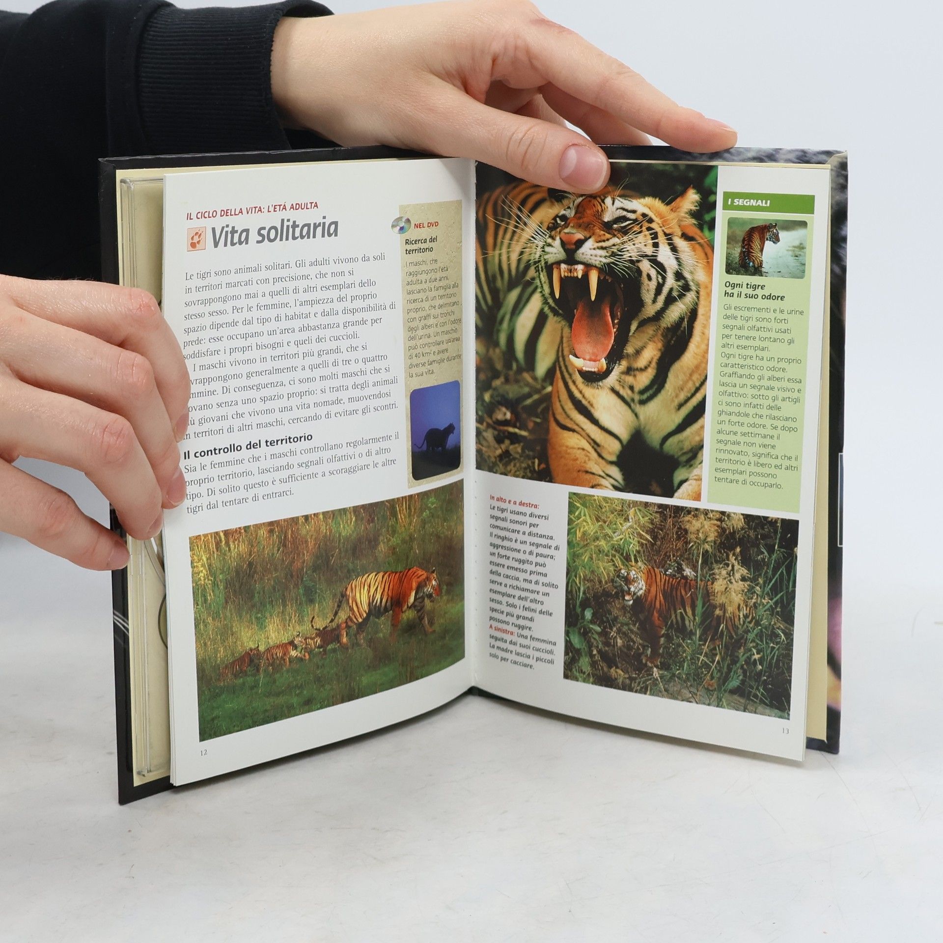 Autorenkollektiv Tigre delle paludi
