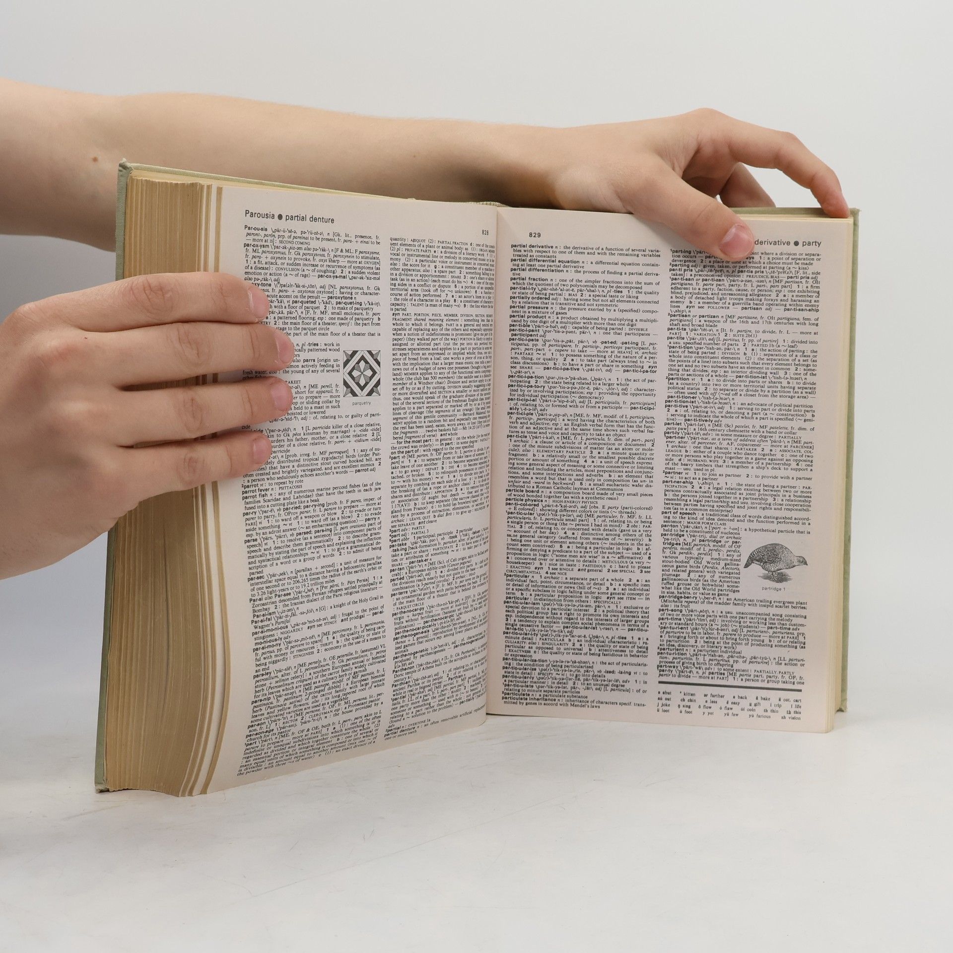 Kolektiv autorů Webster's new collegiate dictionary