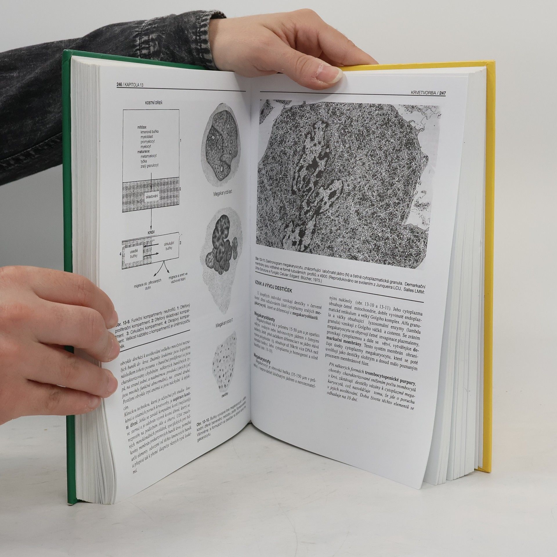 Richard Jelínek Základy histologie