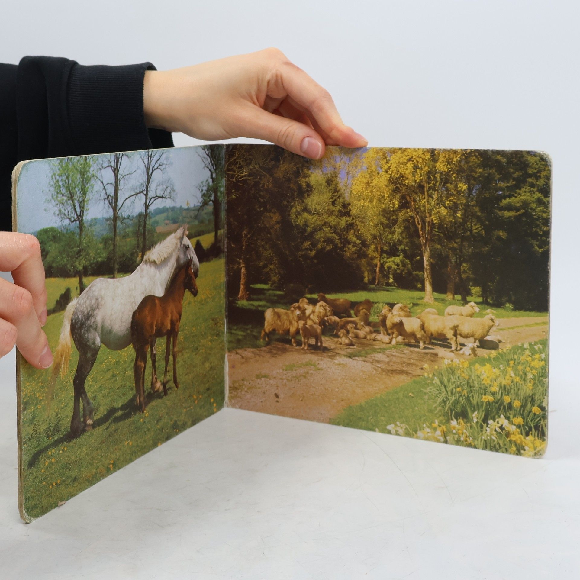 Auteurscollectief Kleines Tieralbum