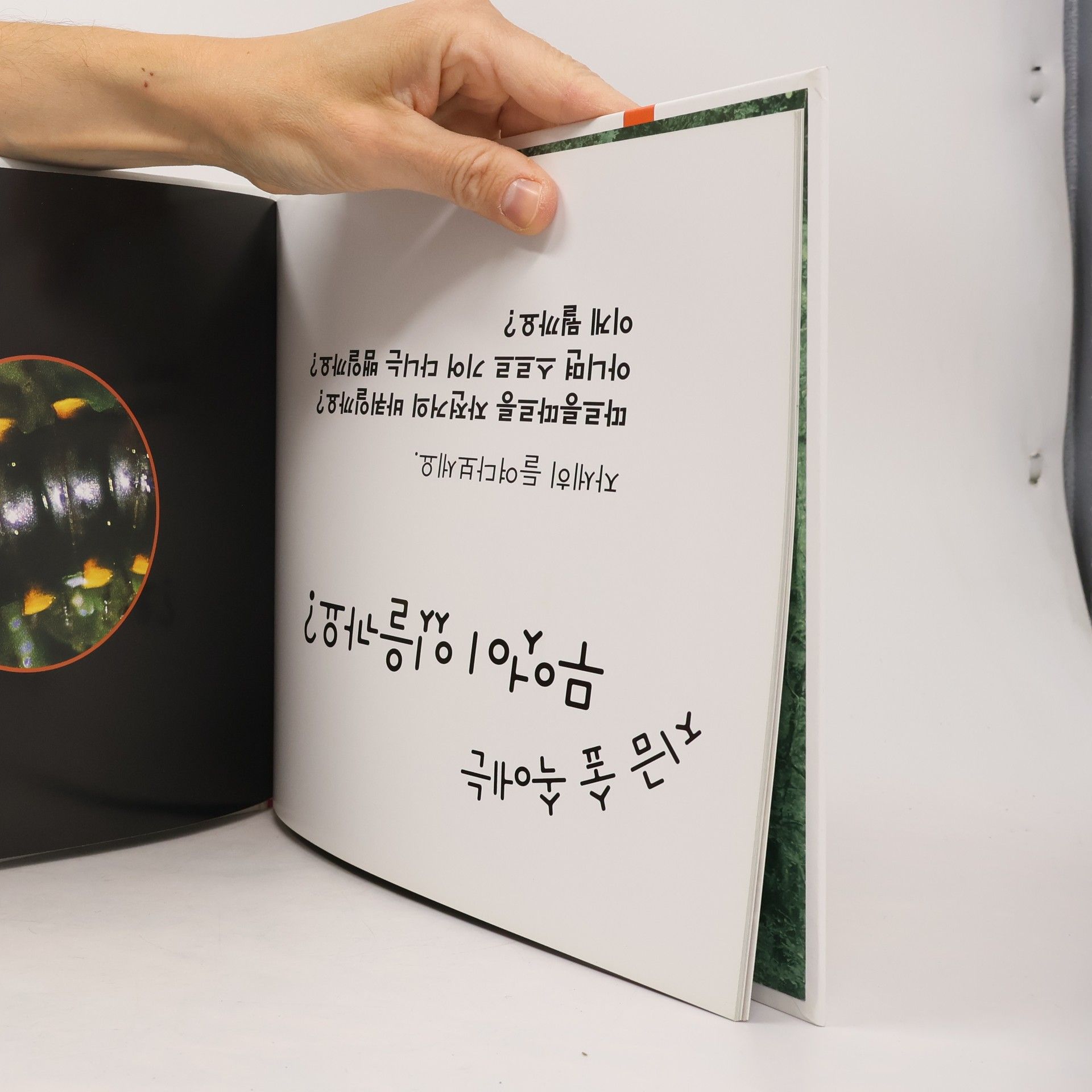 Frank Serafini 피리 부는 카멜레온 - 56: 지금 숲 속에는
