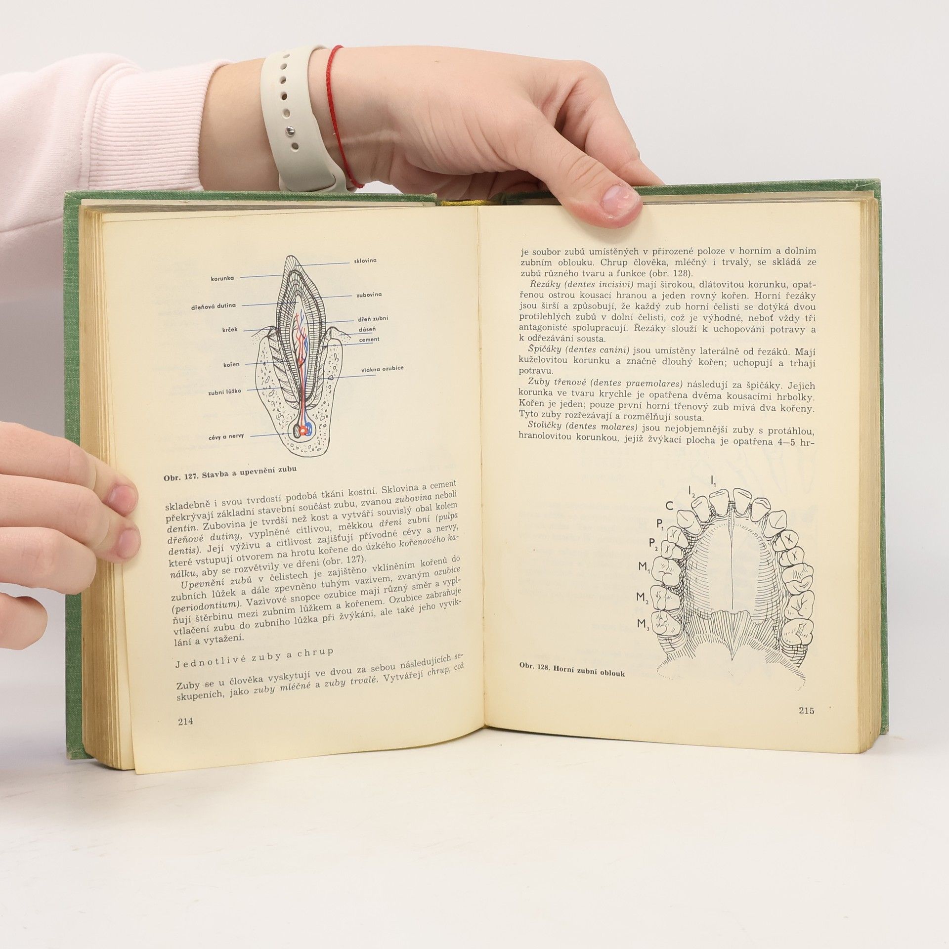 Radomír Pěgřím Anatomie a fyziologie člověka