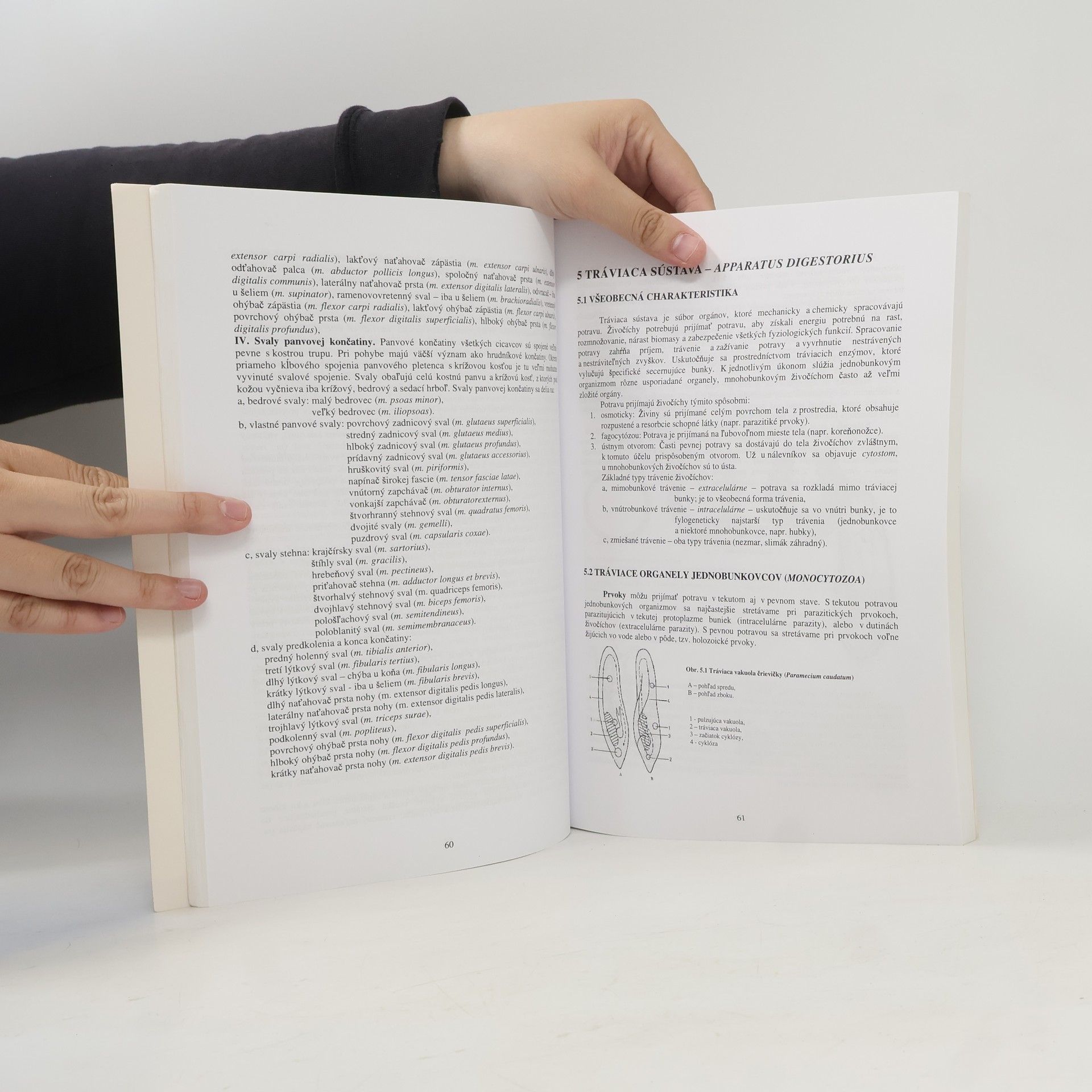 Janka Schlarmannová Organológia živočíchov 151
