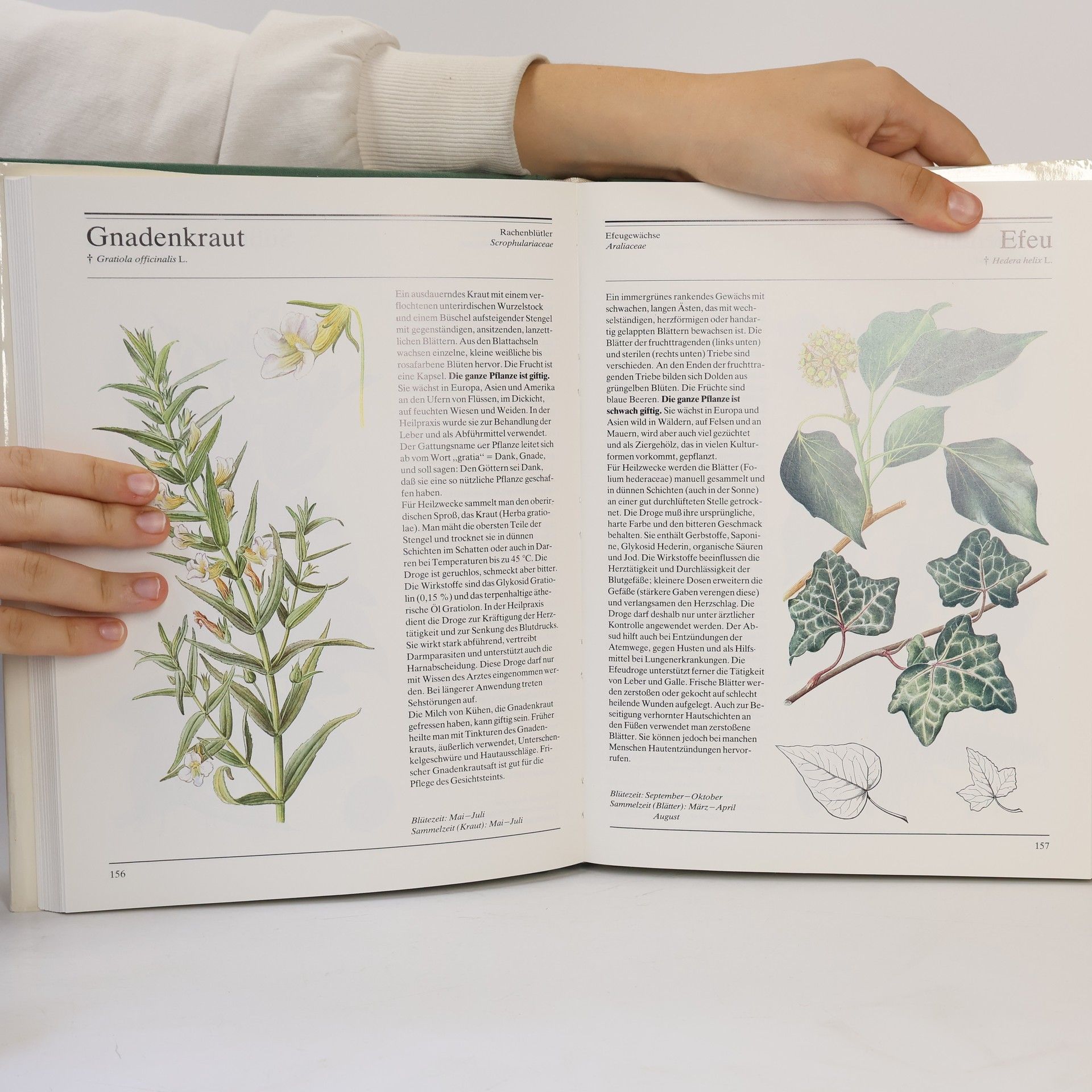 Autorenkollektiv Schwester Bernardines große Naturapotheke