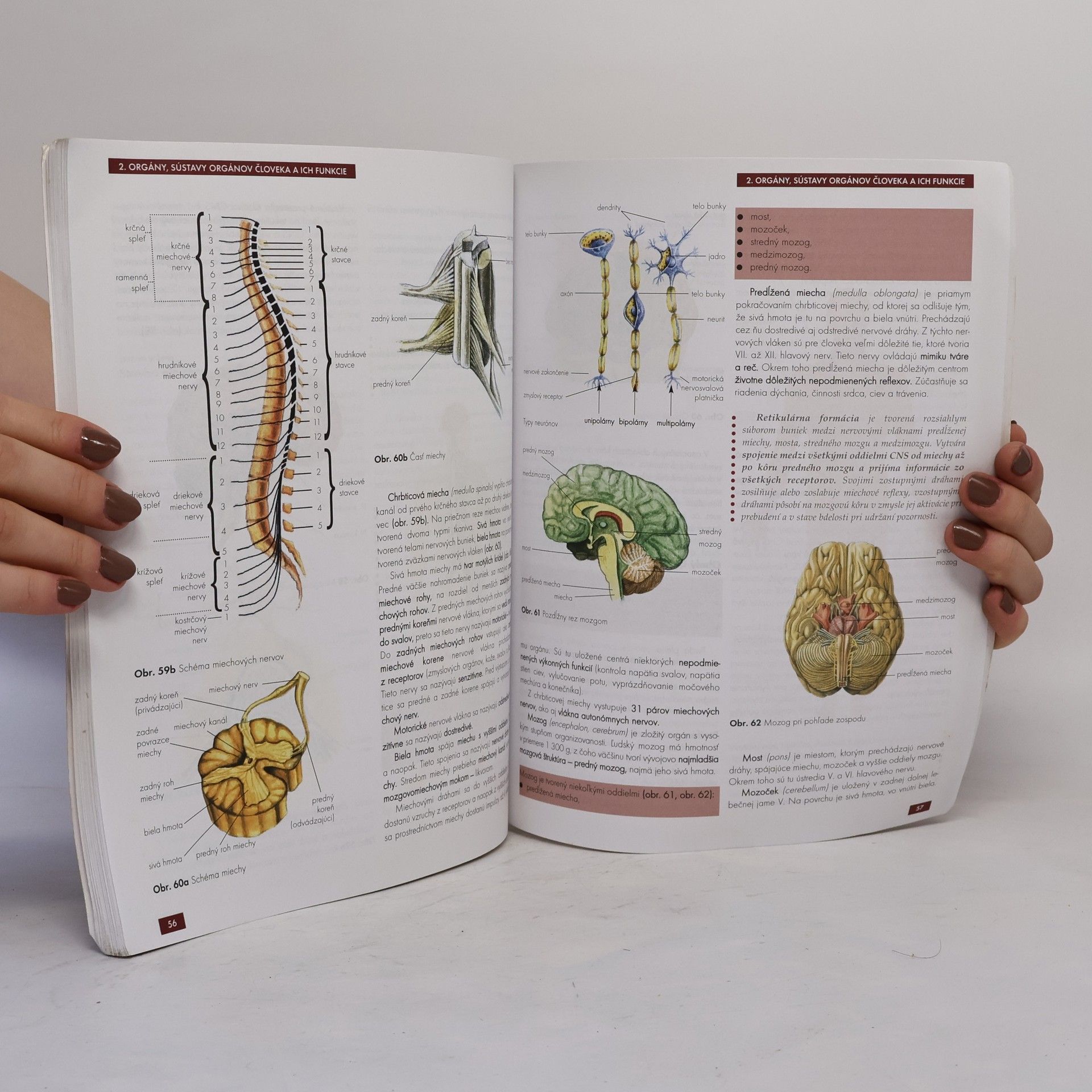 Autores varios Biológia pre gymnáziá 6 - Biológia človeka, evolúcia a vznik života na Zemi