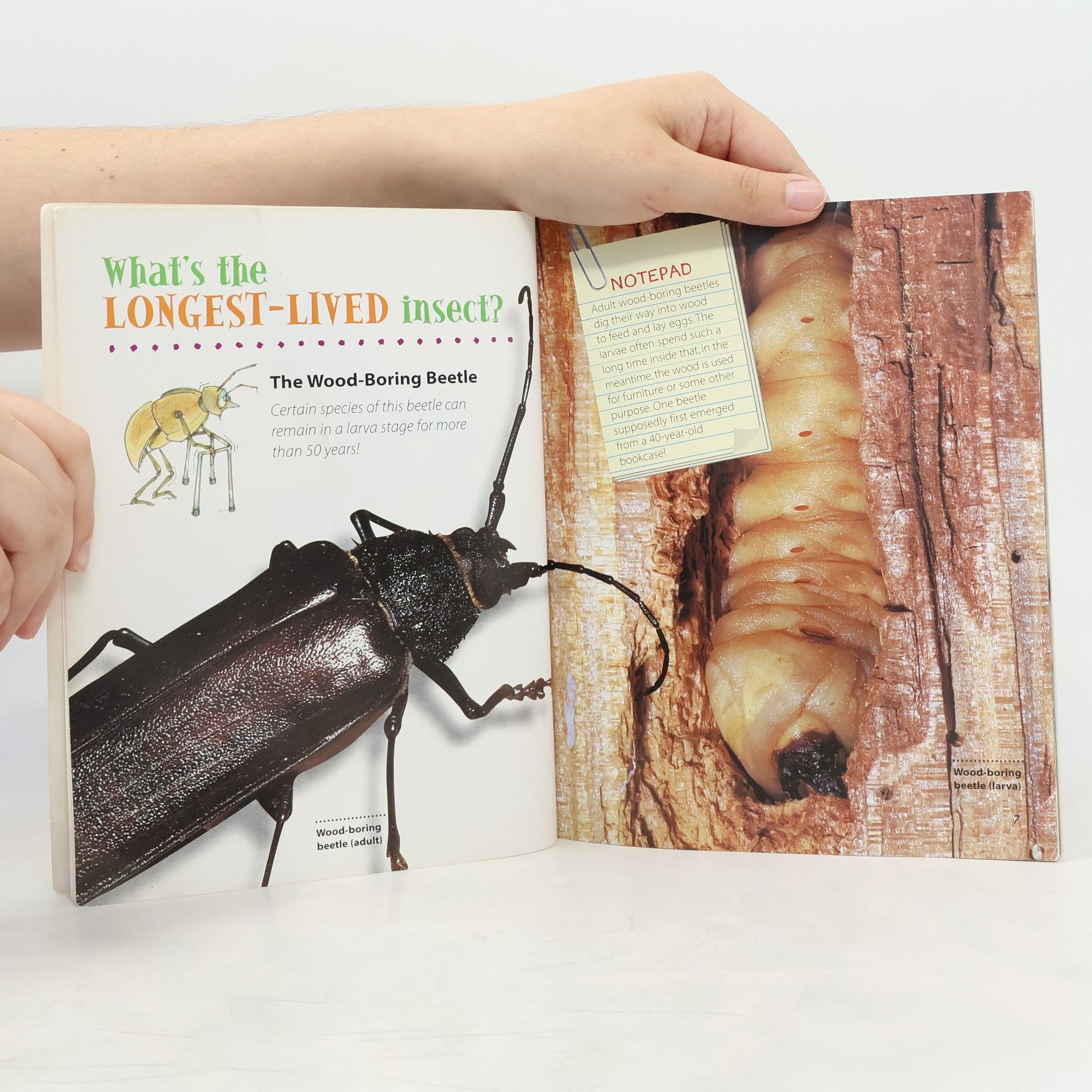Samuel G. Woods Amazing Book of Insect Records