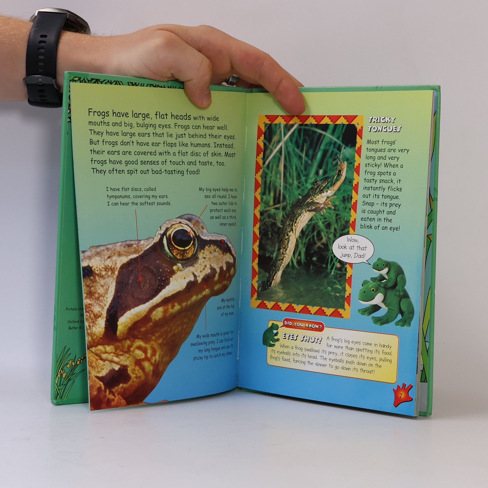 Kolektiv autorů All About Frogs 13