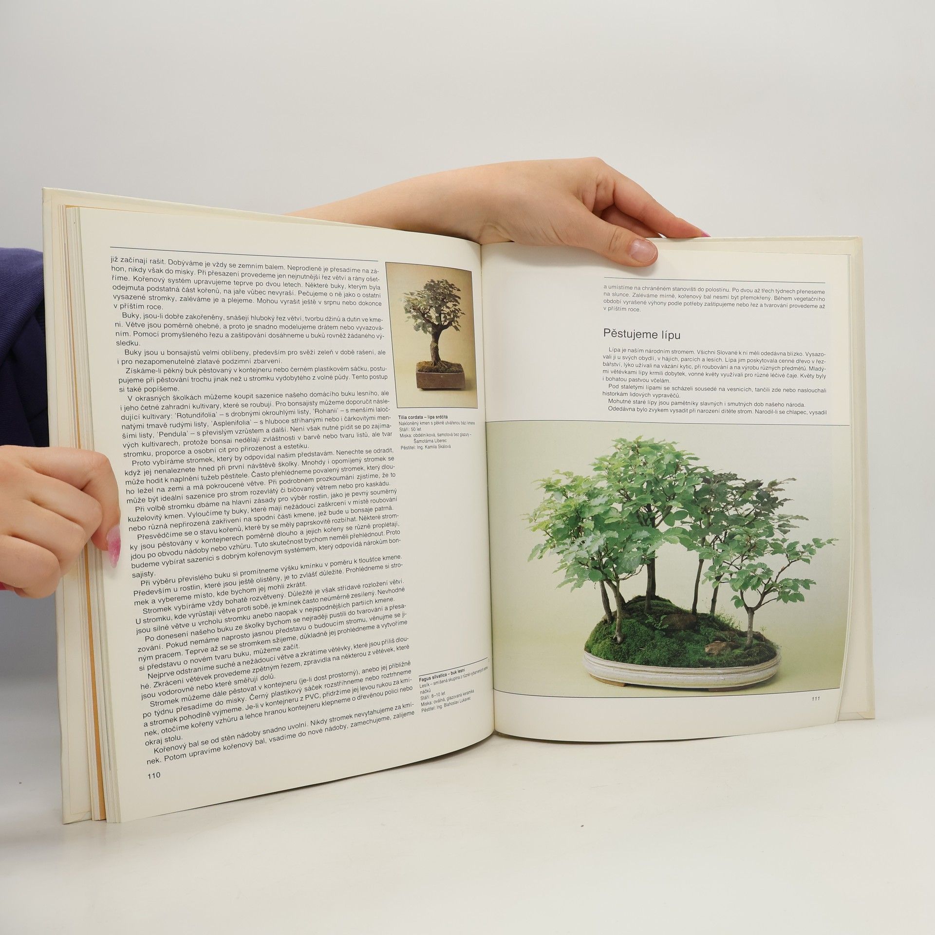 Petr Herynek Bonsai
