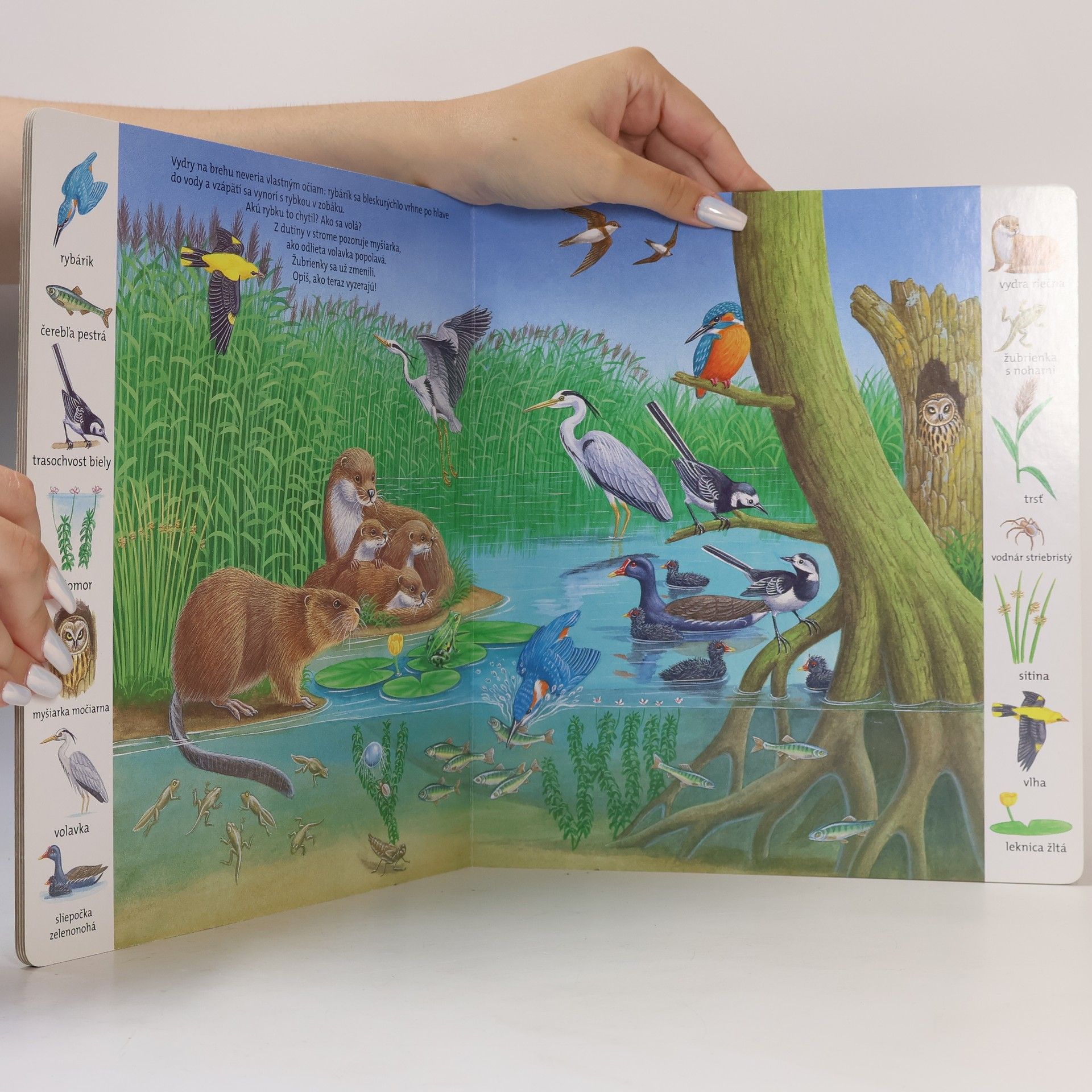 Autorenkollektiv Moja prvá obrázková knižka - Rybník a rieka