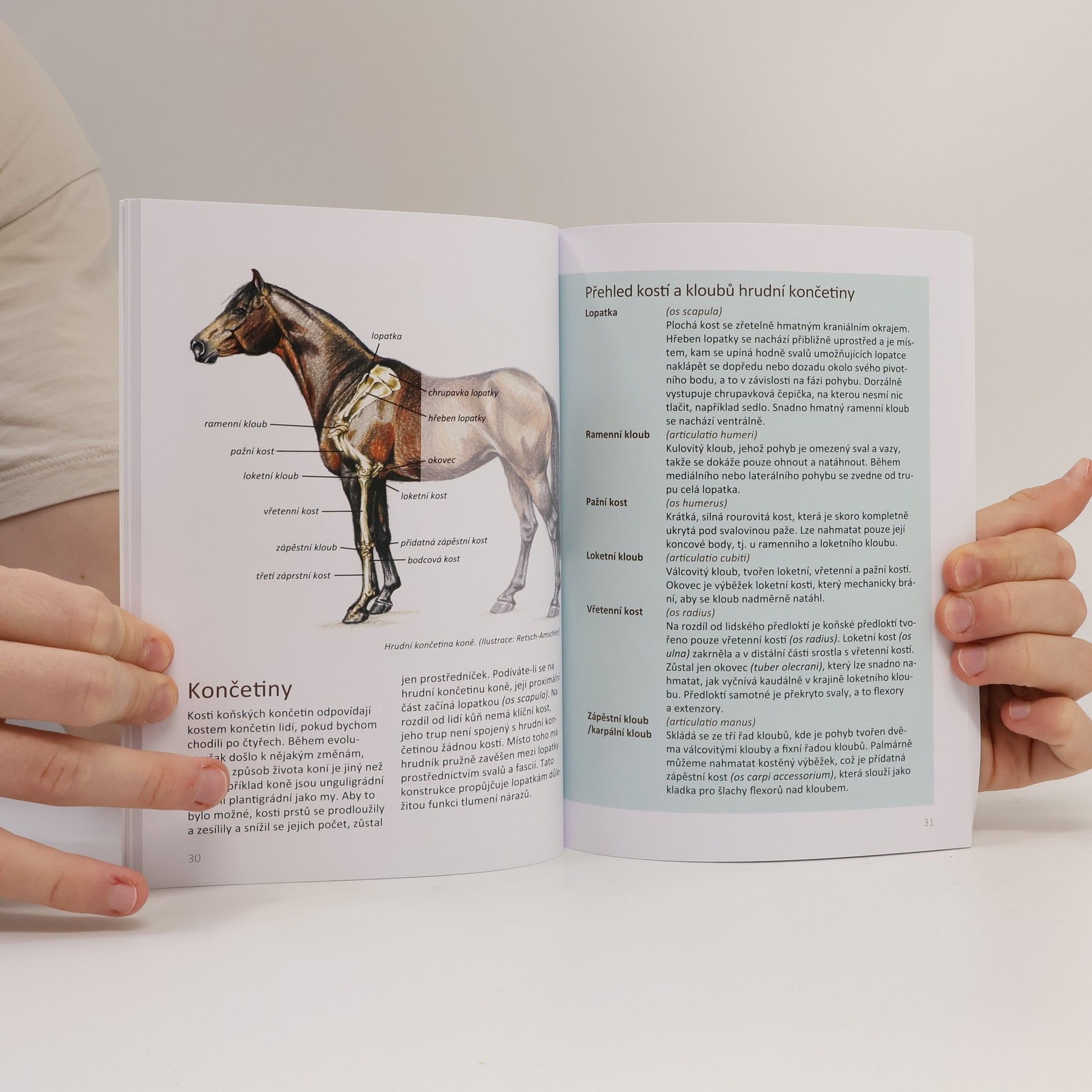 Christina Fritz Základní anatomie koní
