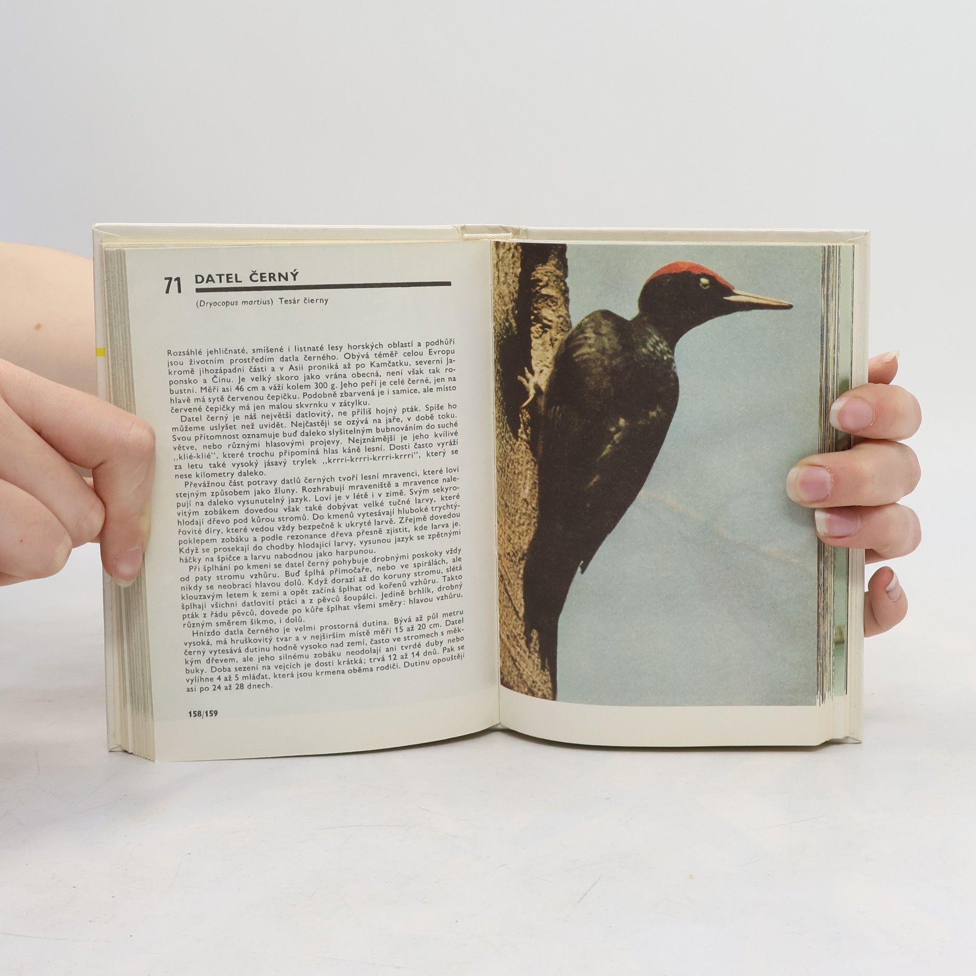 Miroslav Bouchner Kapesní atlas ptáků