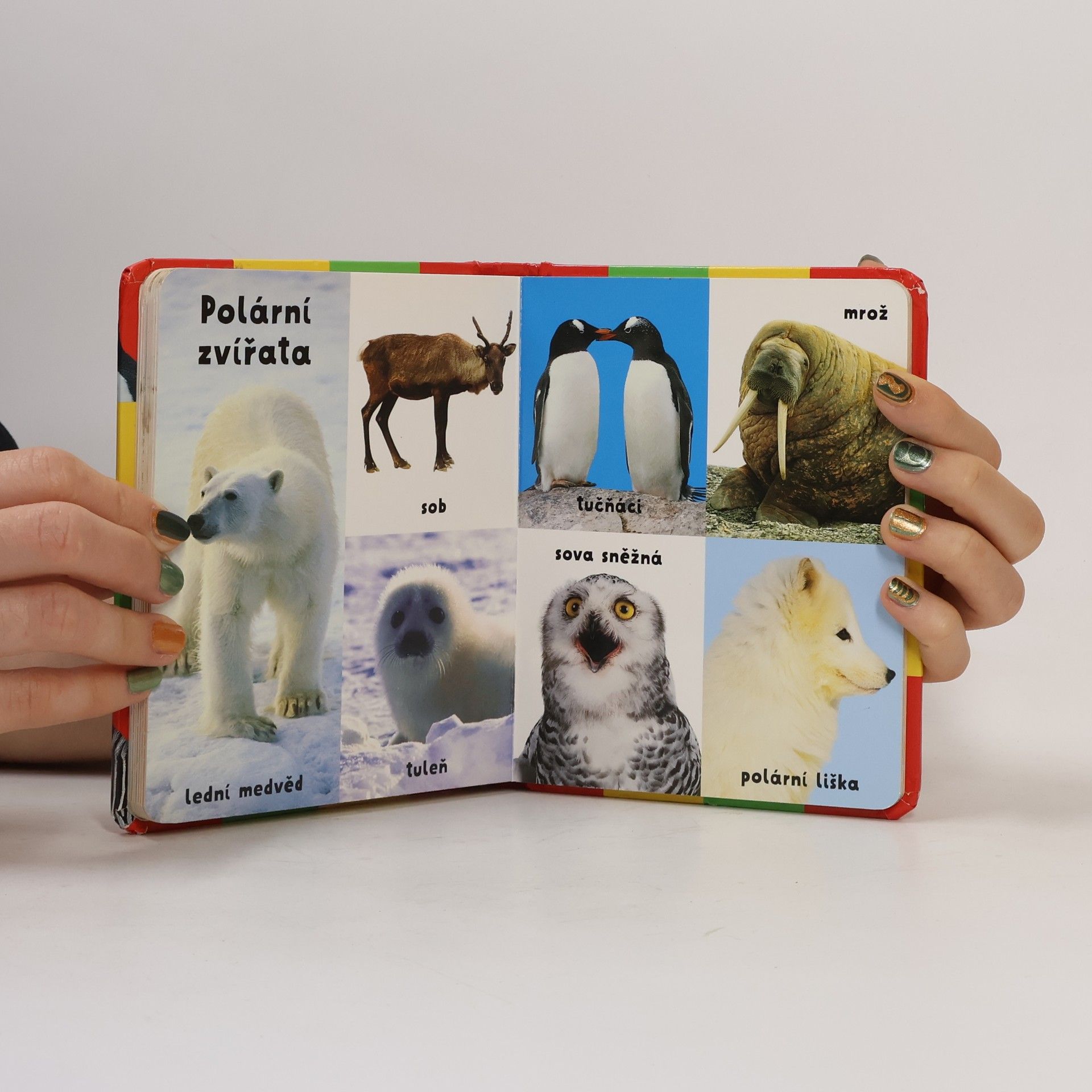 Autorenkollektiv Prvních 100 zvířat