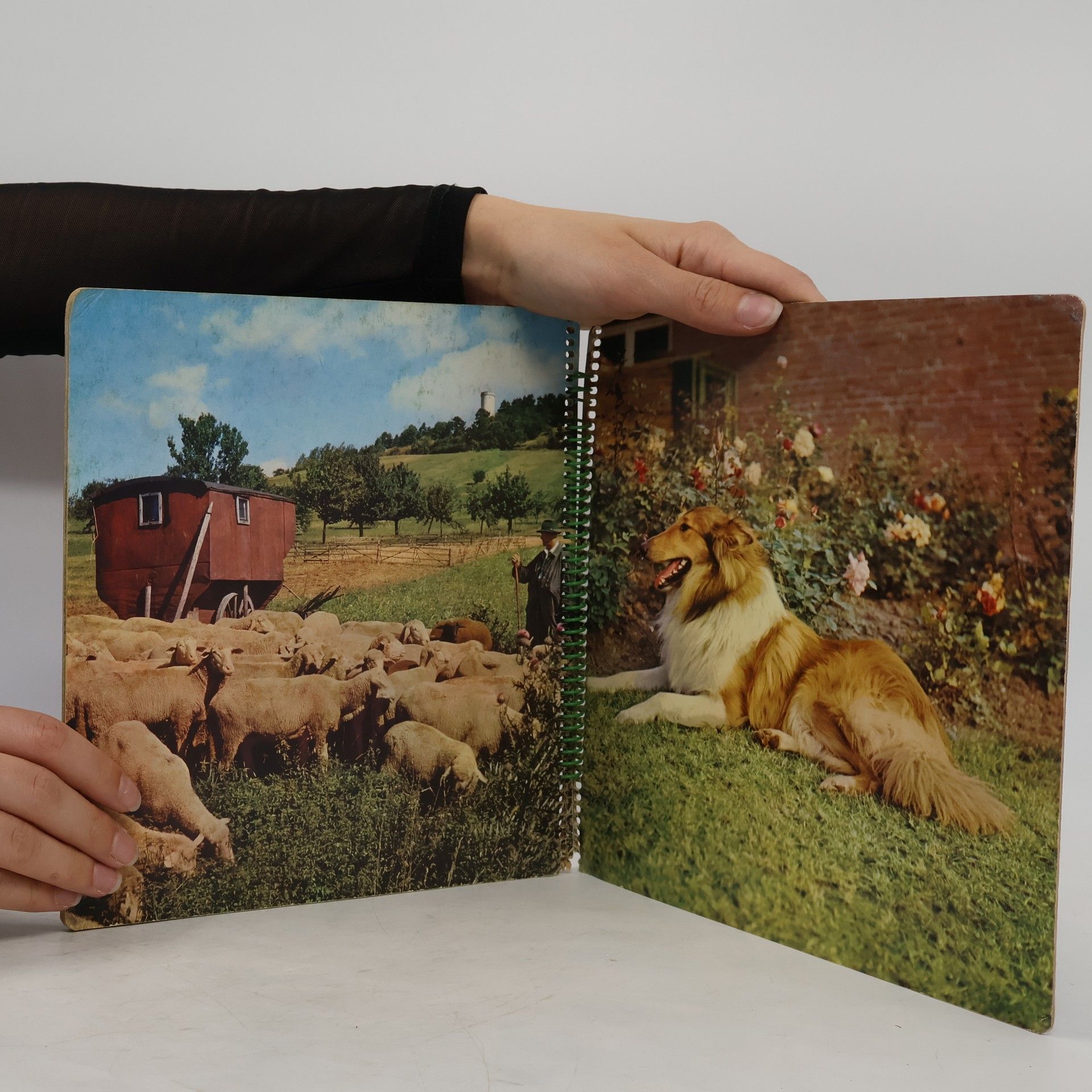 Autorenkollektiv Tiere zum Liebhaben