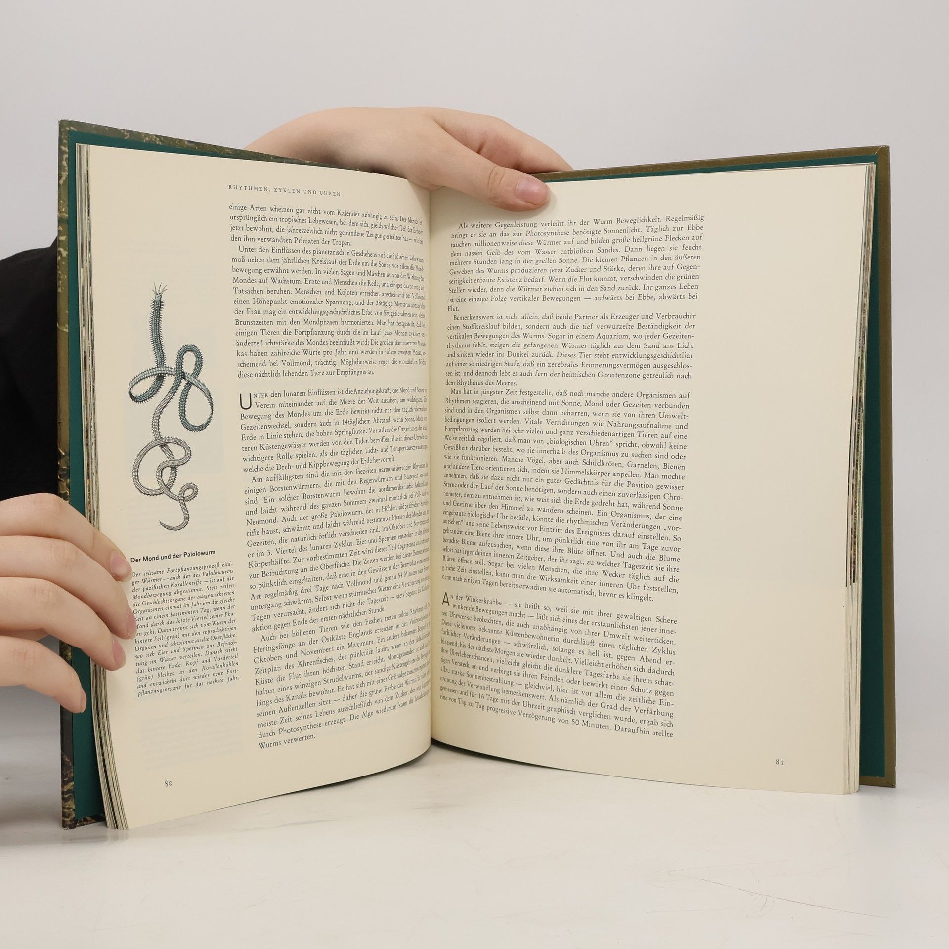 Autores varios Die Ökologie