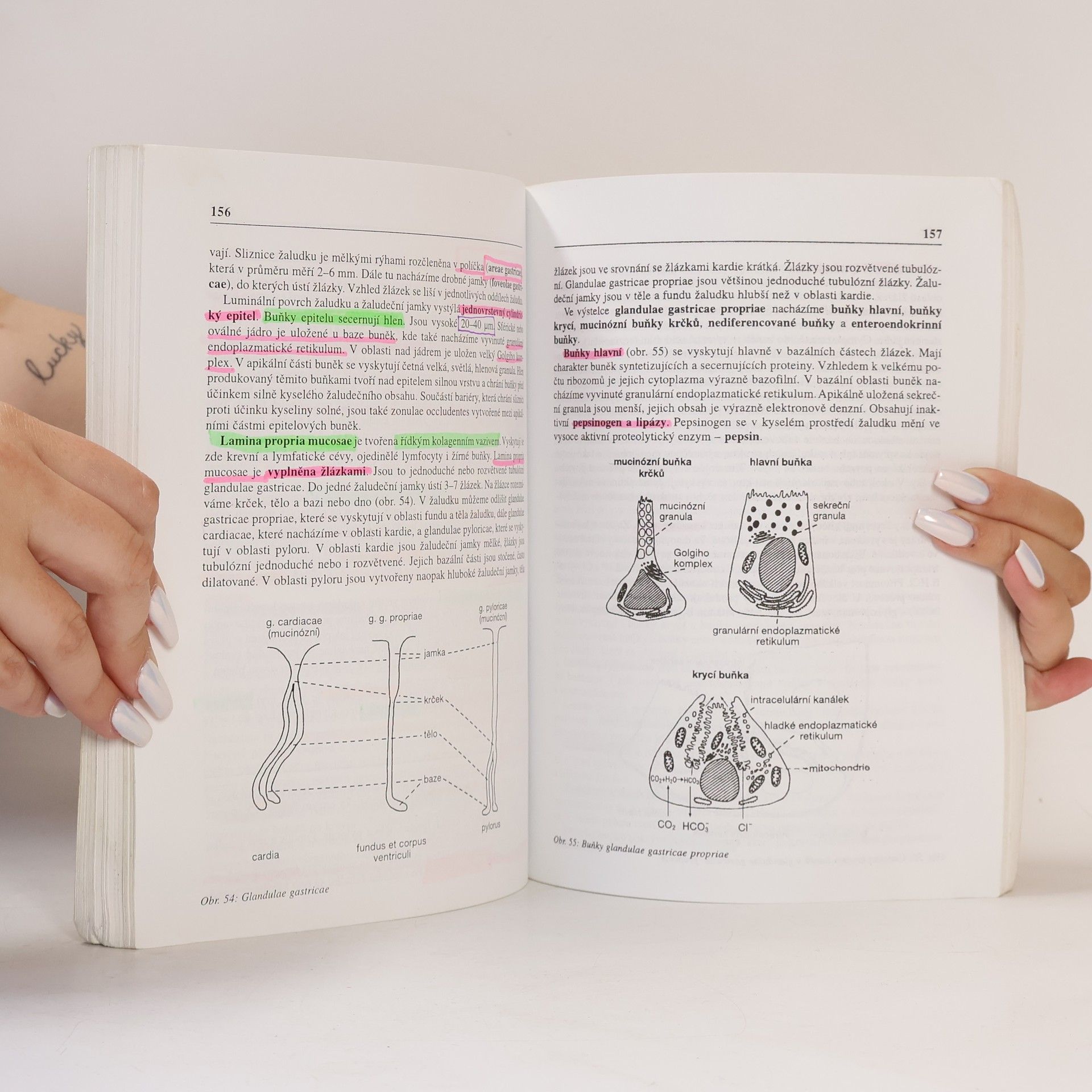 Václava Konrádová Funkční histologie
