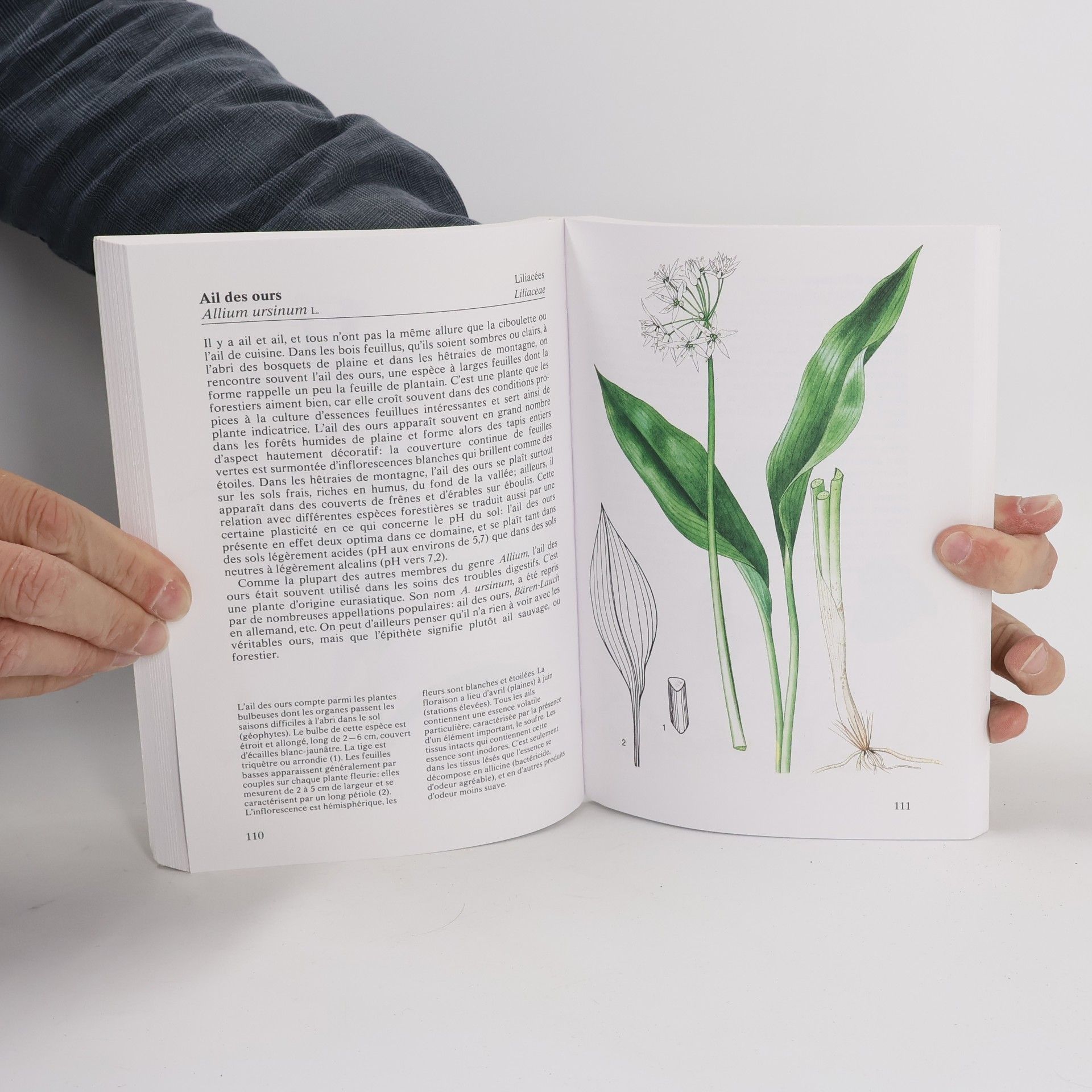 Daniela Toušová Plantes des champs et des forêts