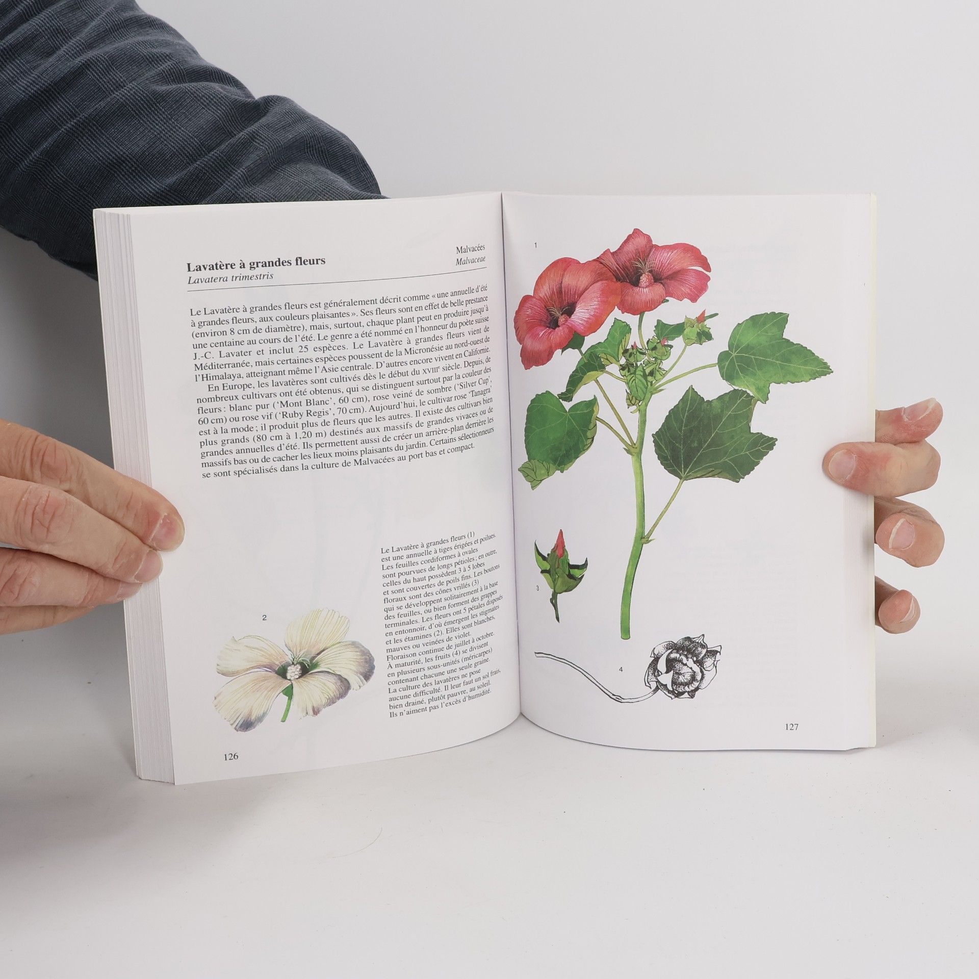 Václav Větvička Plantes annuelles