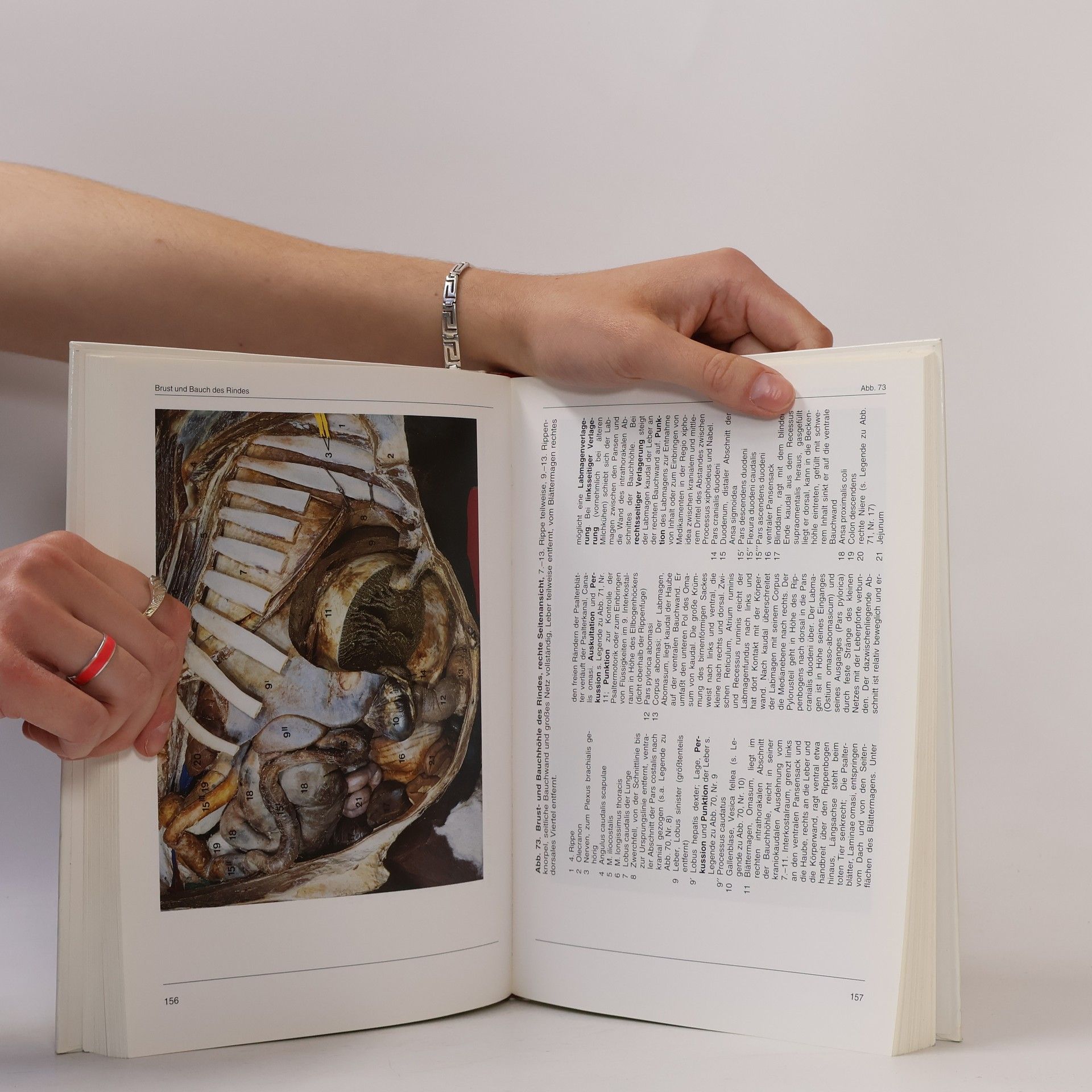 Franz Viktor Salomon Atlas der angewandten Anatomie der Haustiere