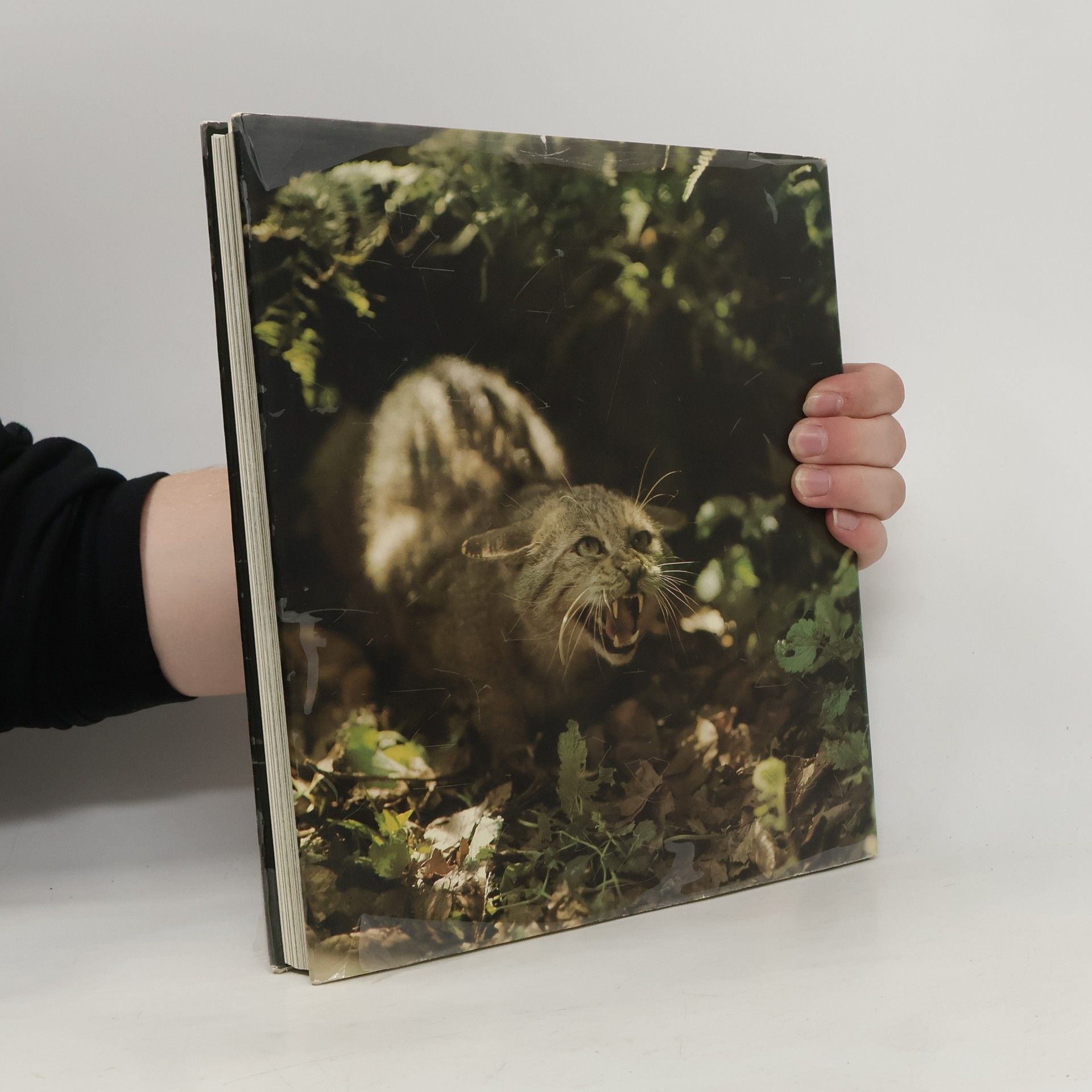 Harold Lange Tierfotografie