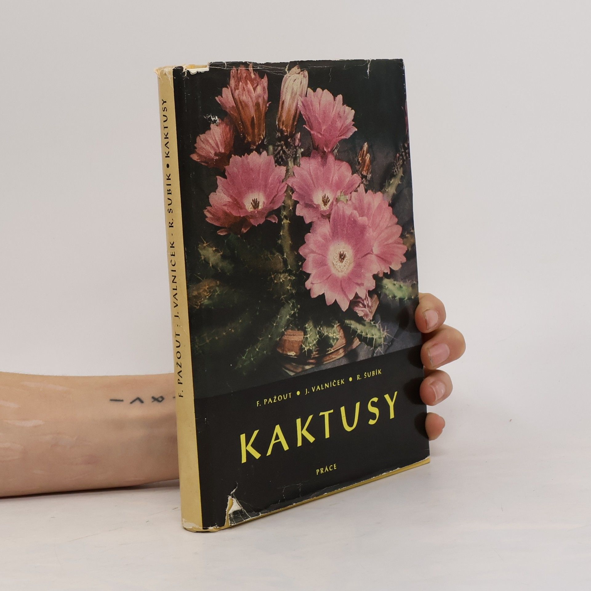 Kaktusy