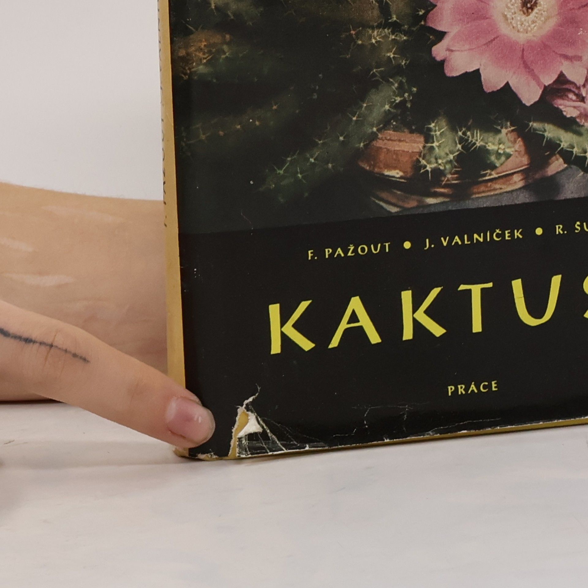 František Pažout Kaktusy