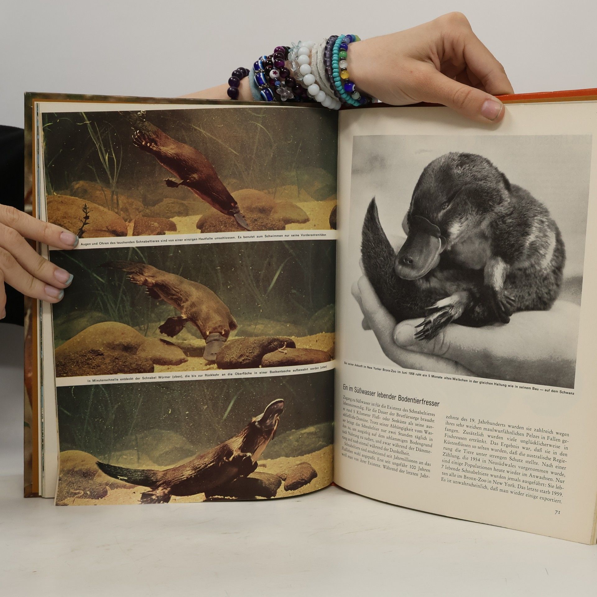 Various authors Australien: Flora und Fauna