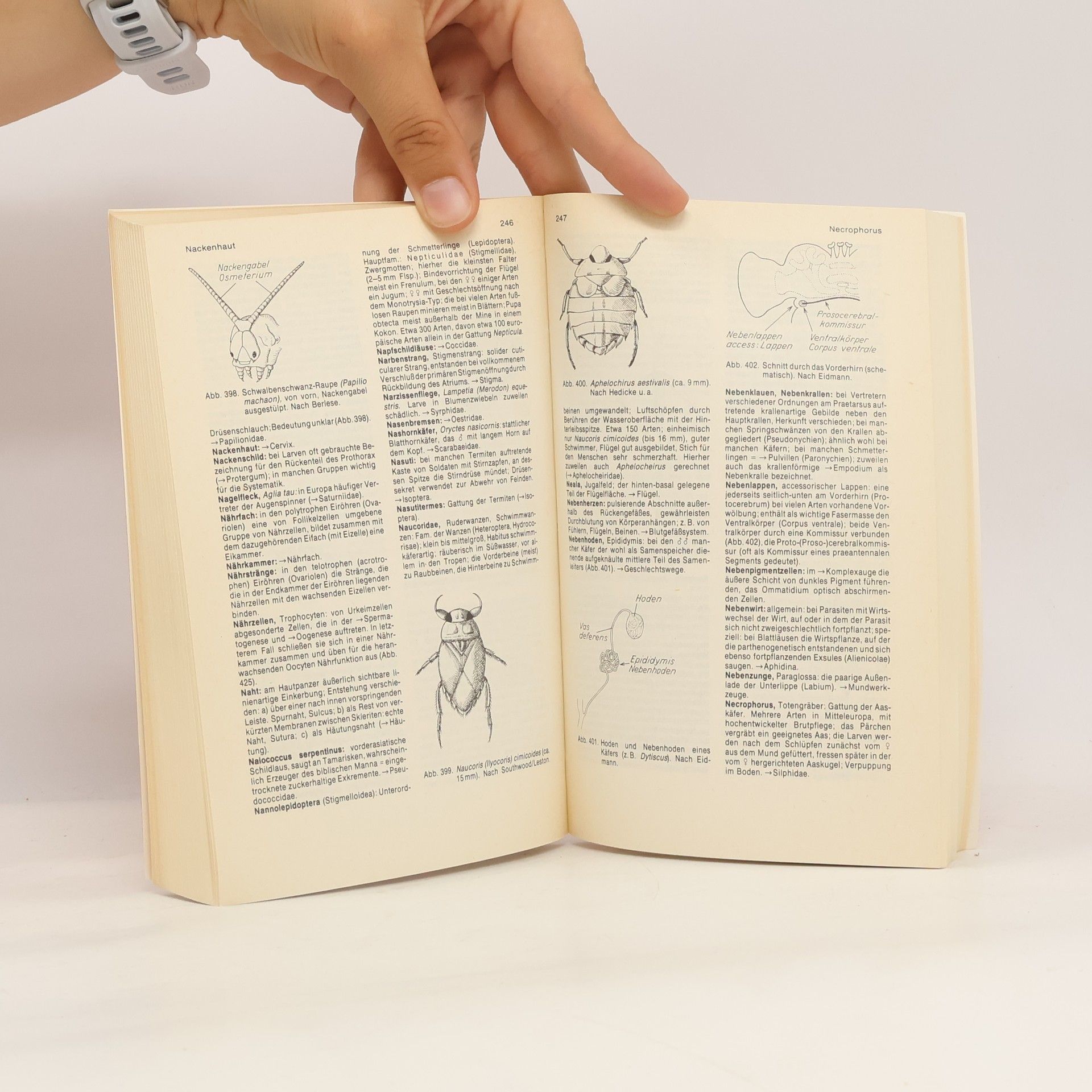 Werner Jacobs Systematische Zoologie, Insekten