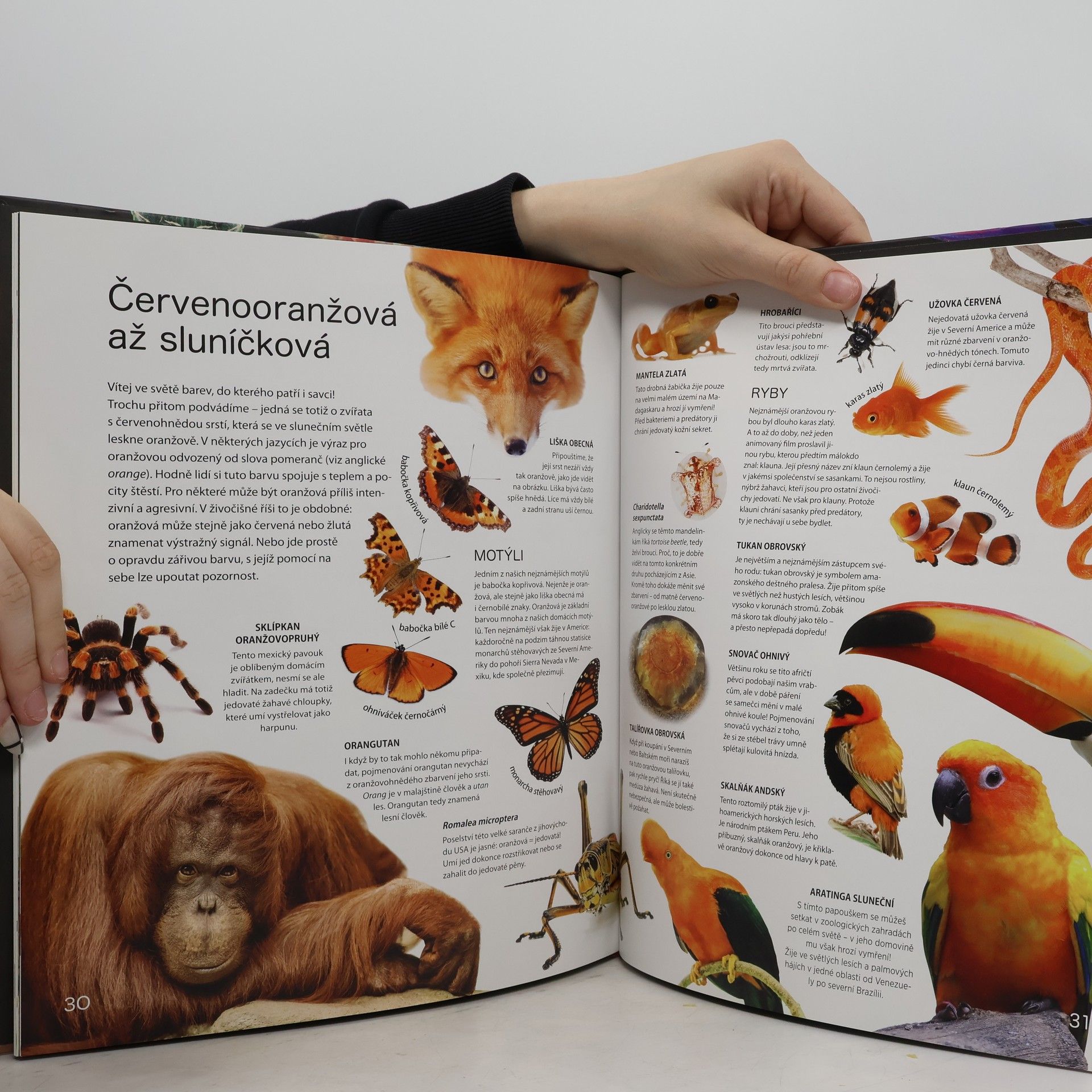 Autorenkollektiv Rajčatová žába a modrý drak: nejbarevnější zvířata naší planety
