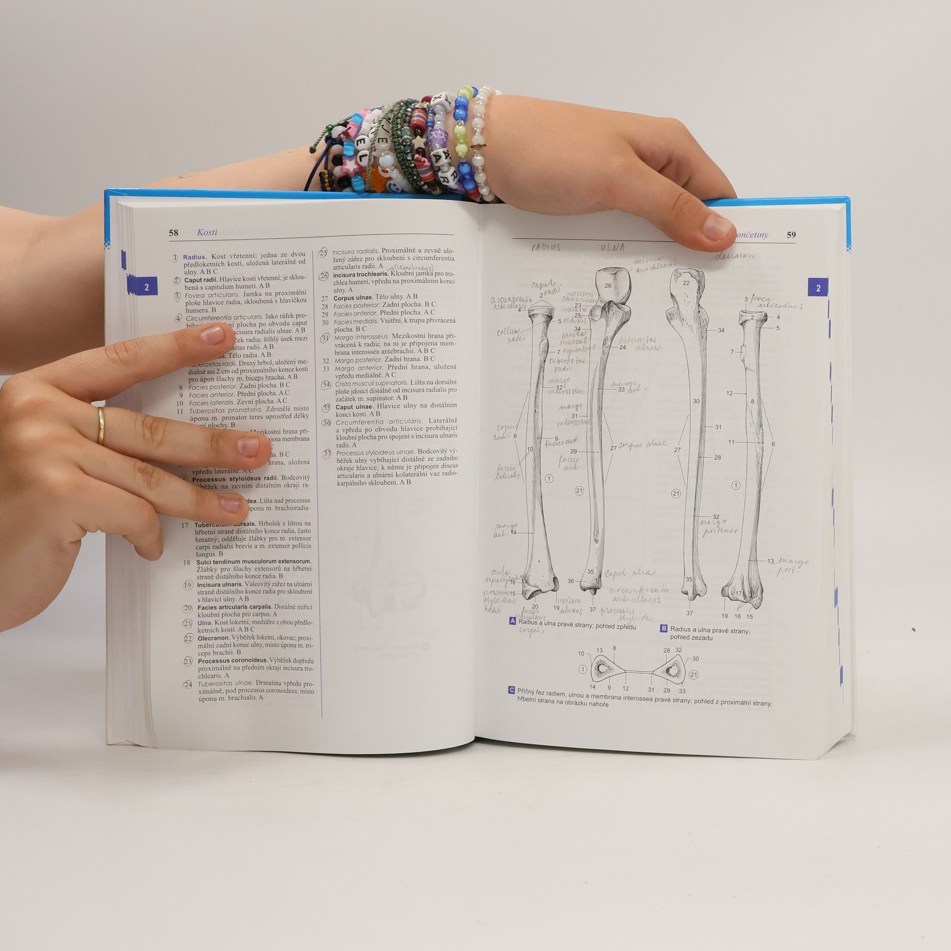 Wolfgang Dauber Feneisův obrazový slovník anatomie