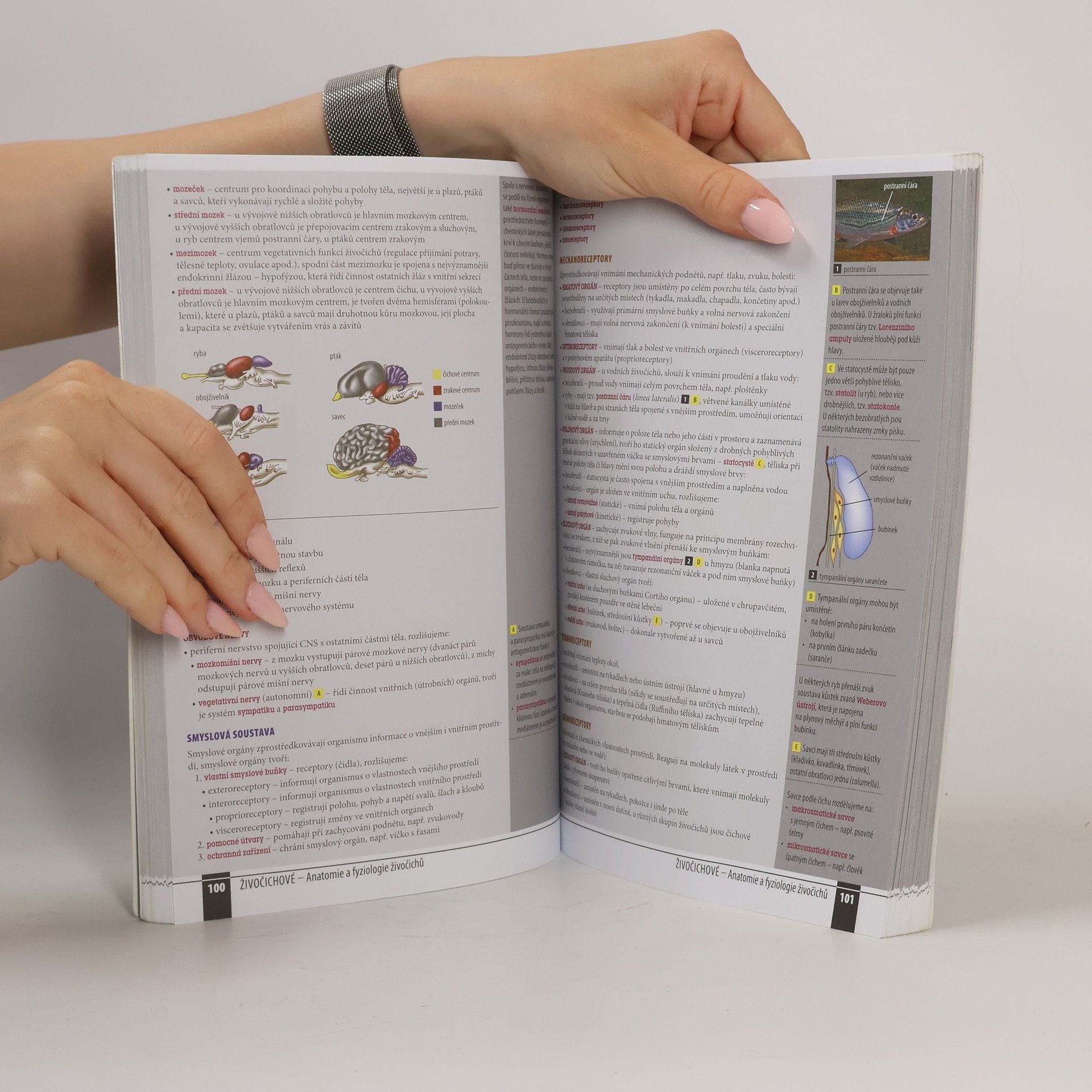 Autorenkollektiv Odmaturuj! z biologie