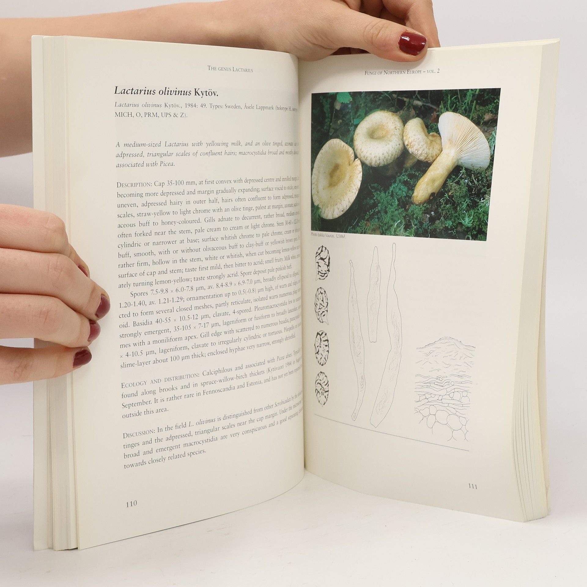 Jacob Heilmann-Clausen The genus Lactarius