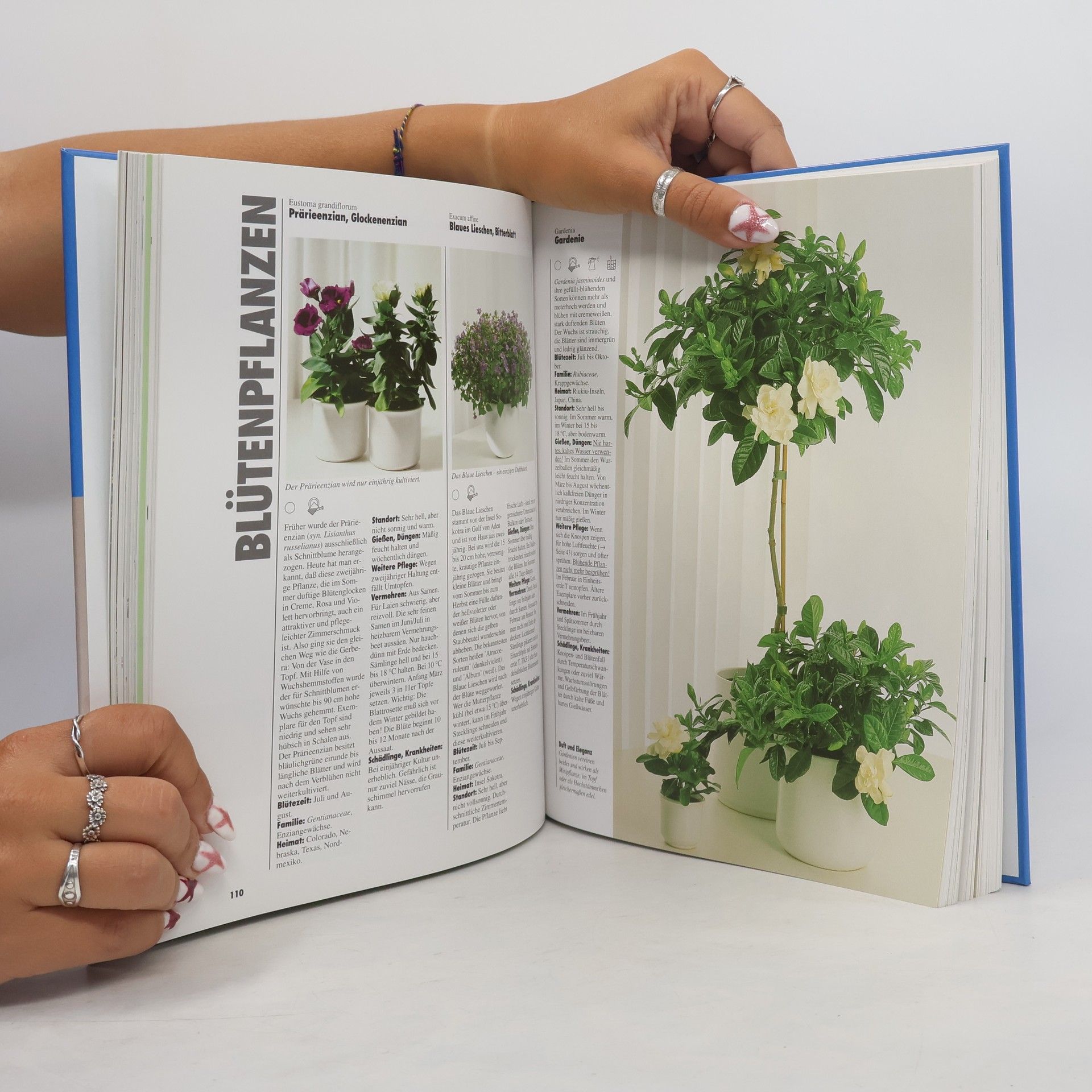 Halina Heitz Das große Zimmerpflanzen-Buch