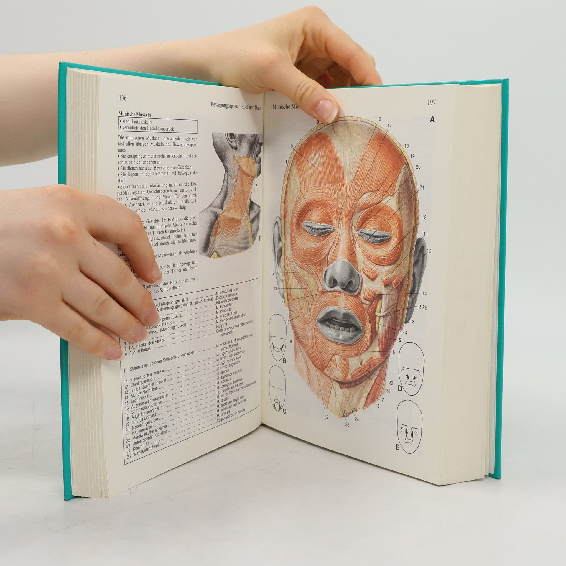 Herbert Lippert Anatomie