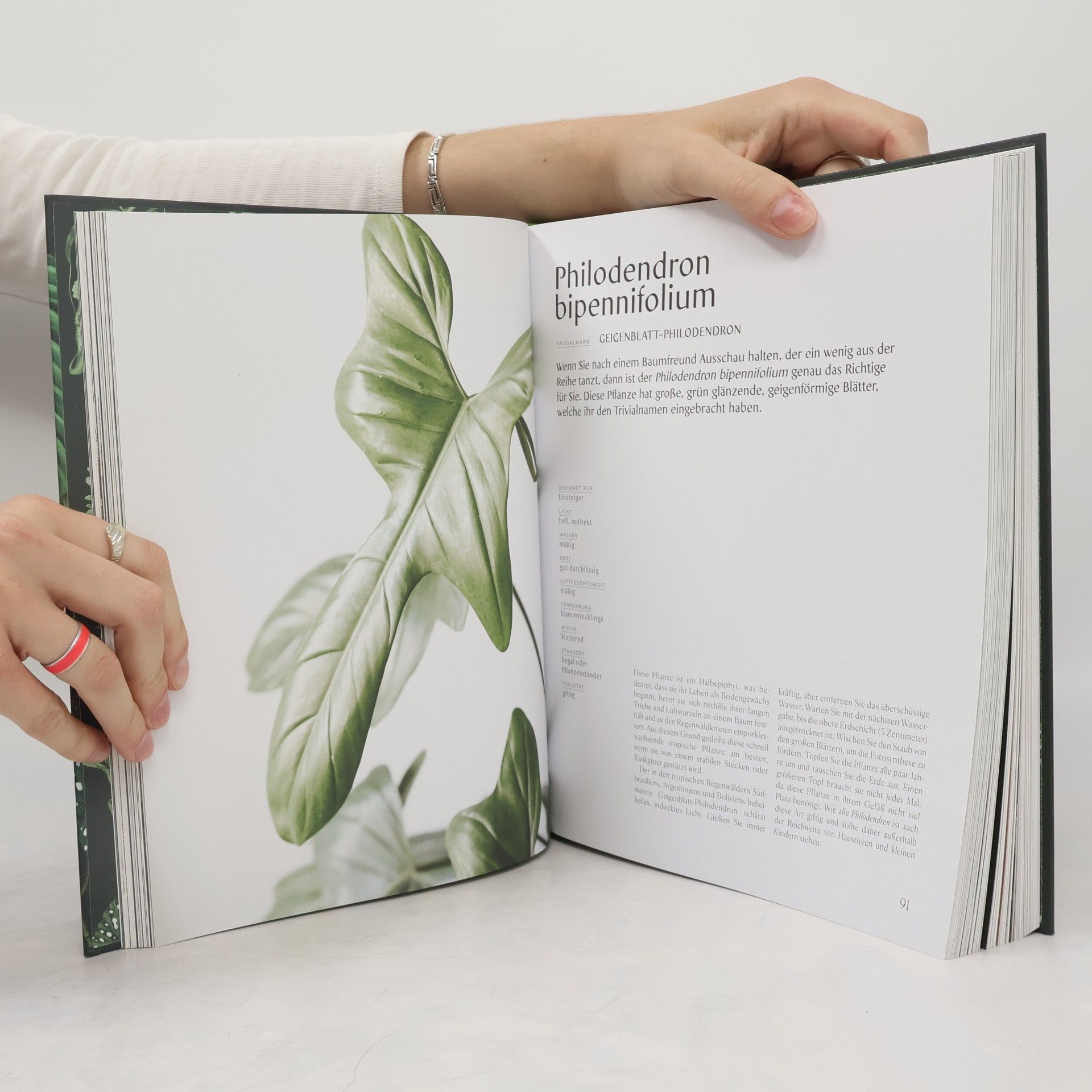 Lauren Camilleri Plantopedia. Der allumfassende Guide für die schönsten und außergewöhnlichsten Zimmerpflanzen. Alles, was du zum Pflegen und Lieben deiner Pflanzen wissen musst