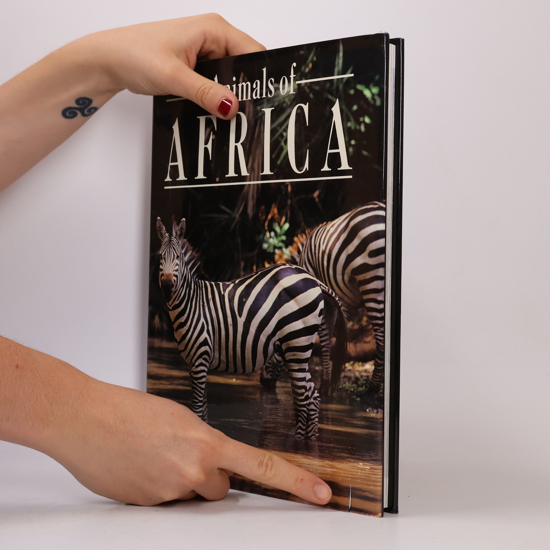Autorenkollektiv Animals of Africa