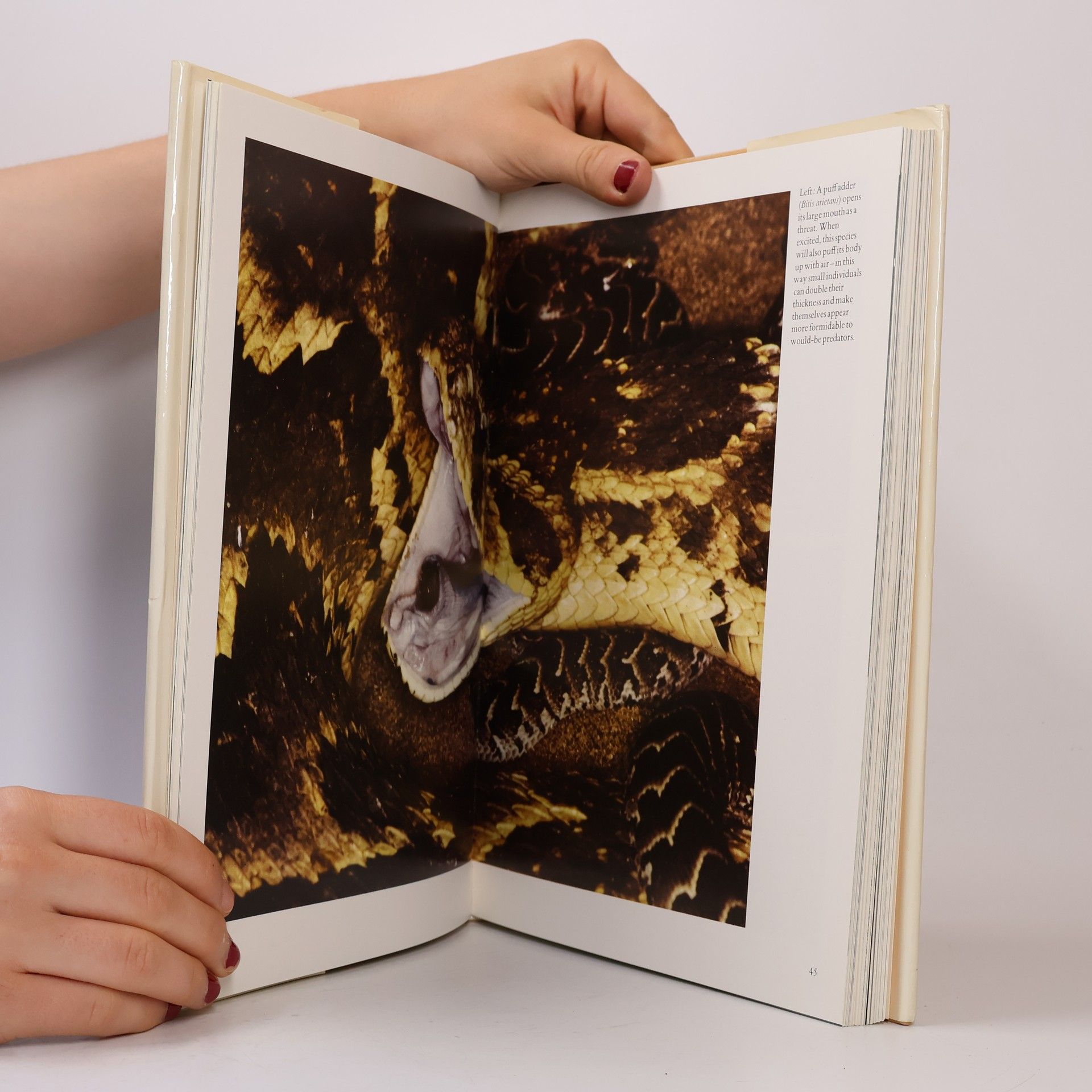 David Black Animal Wonders of the World