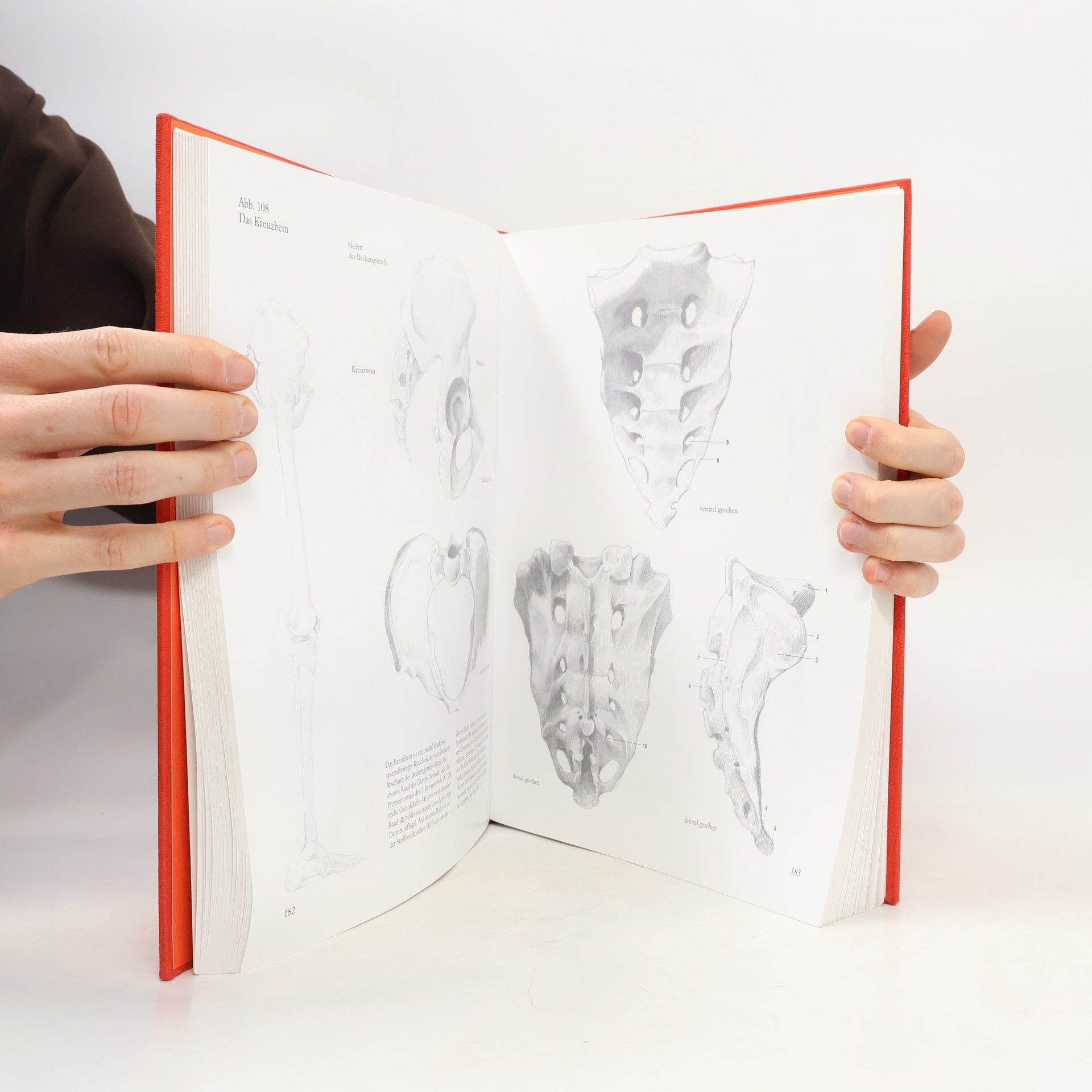 György Fehér Menschliche Anatomie für Künstler
