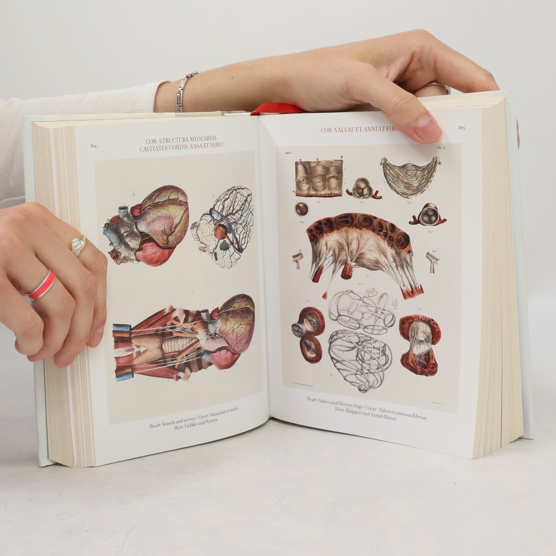 J. M. Bourgery Atlas of Human Anatomy and Surgery