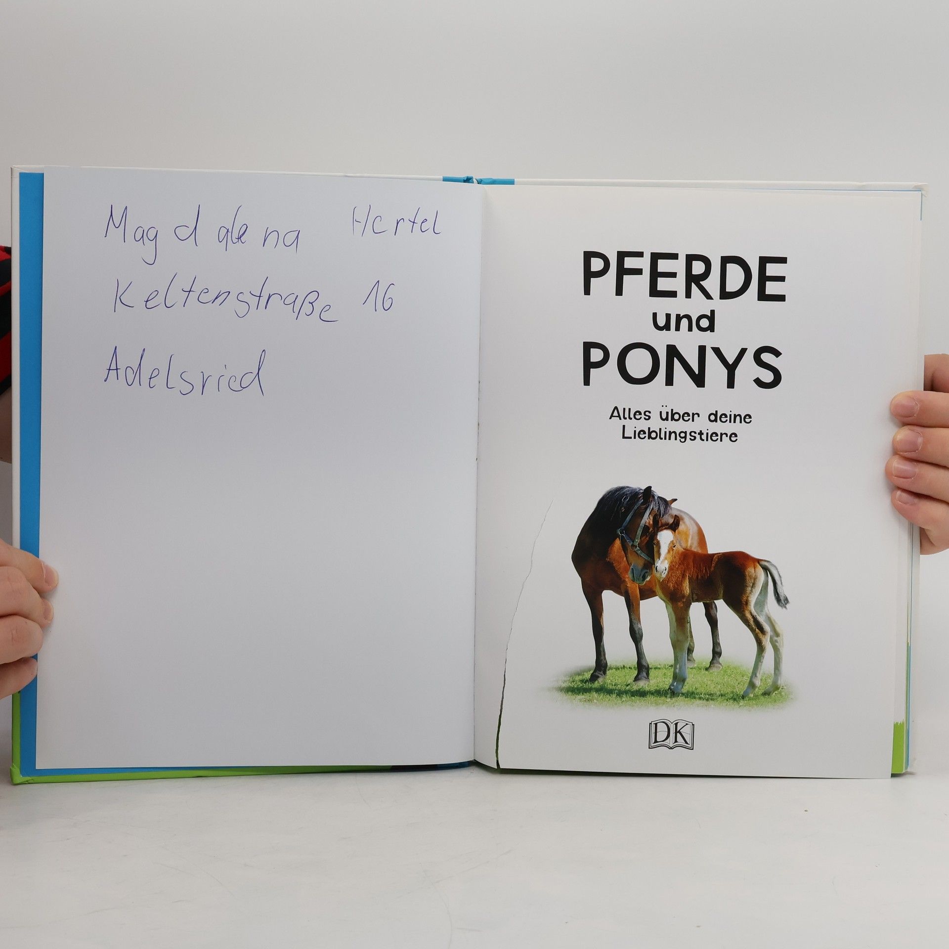 Andrea Mills Pferde und Ponys