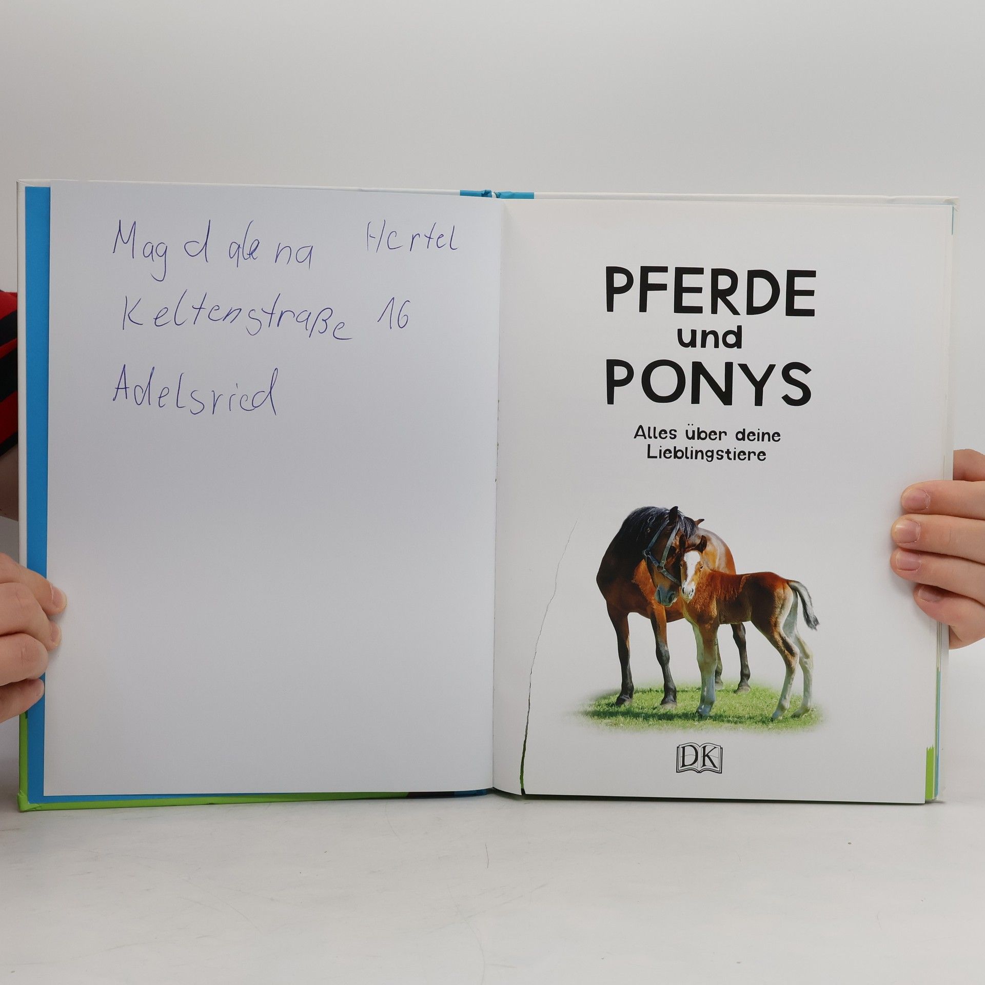 Andrea Mills Pferde und Ponys
