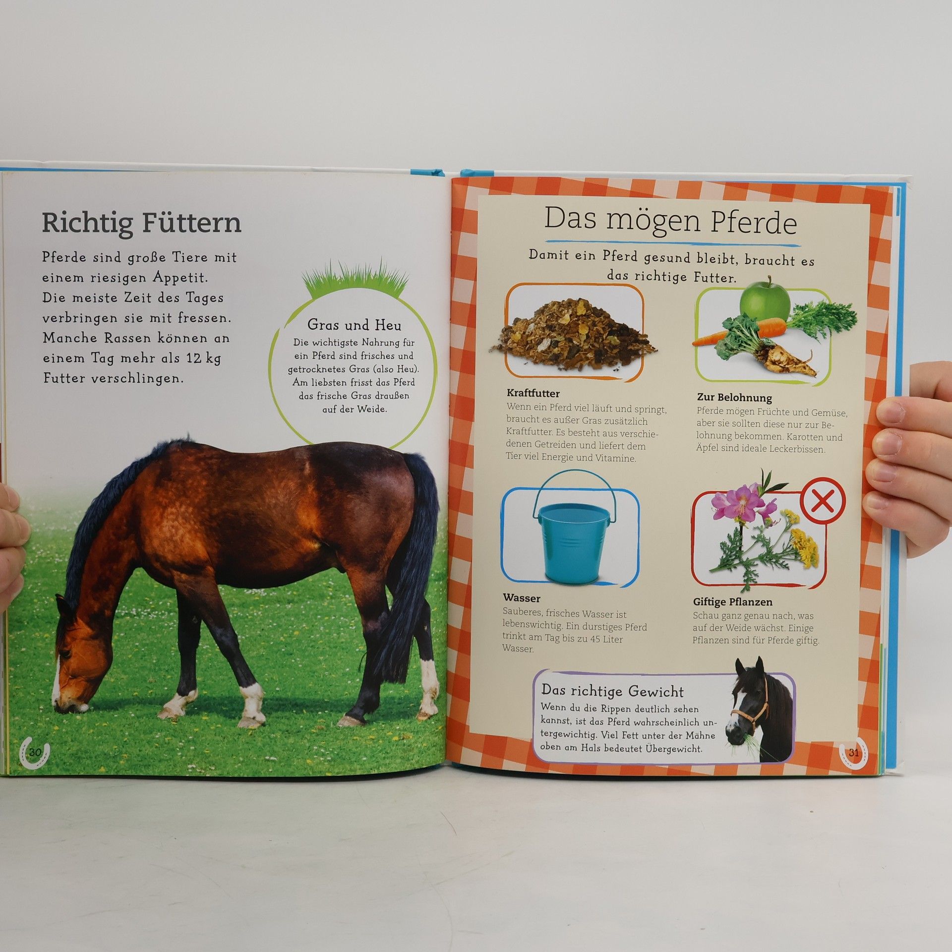 Andrea Mills Pferde und Ponys