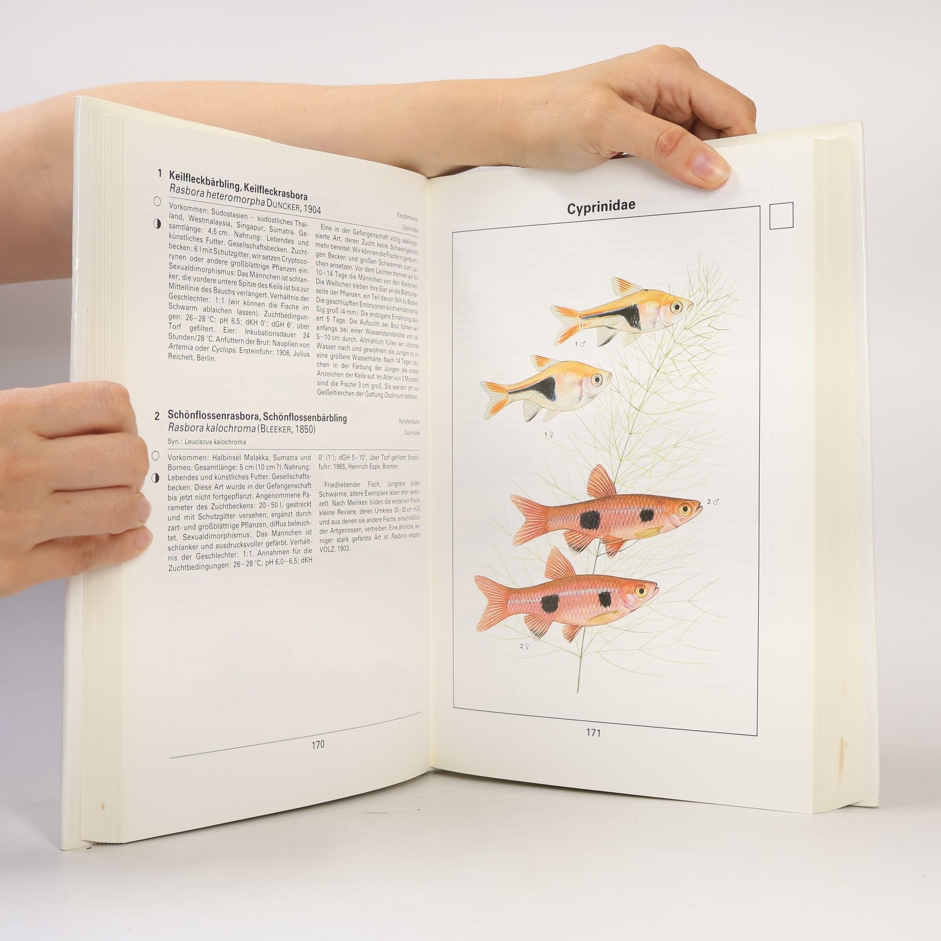 Autorenkollektiv Die große Enzyklopädie der Aquarienfische