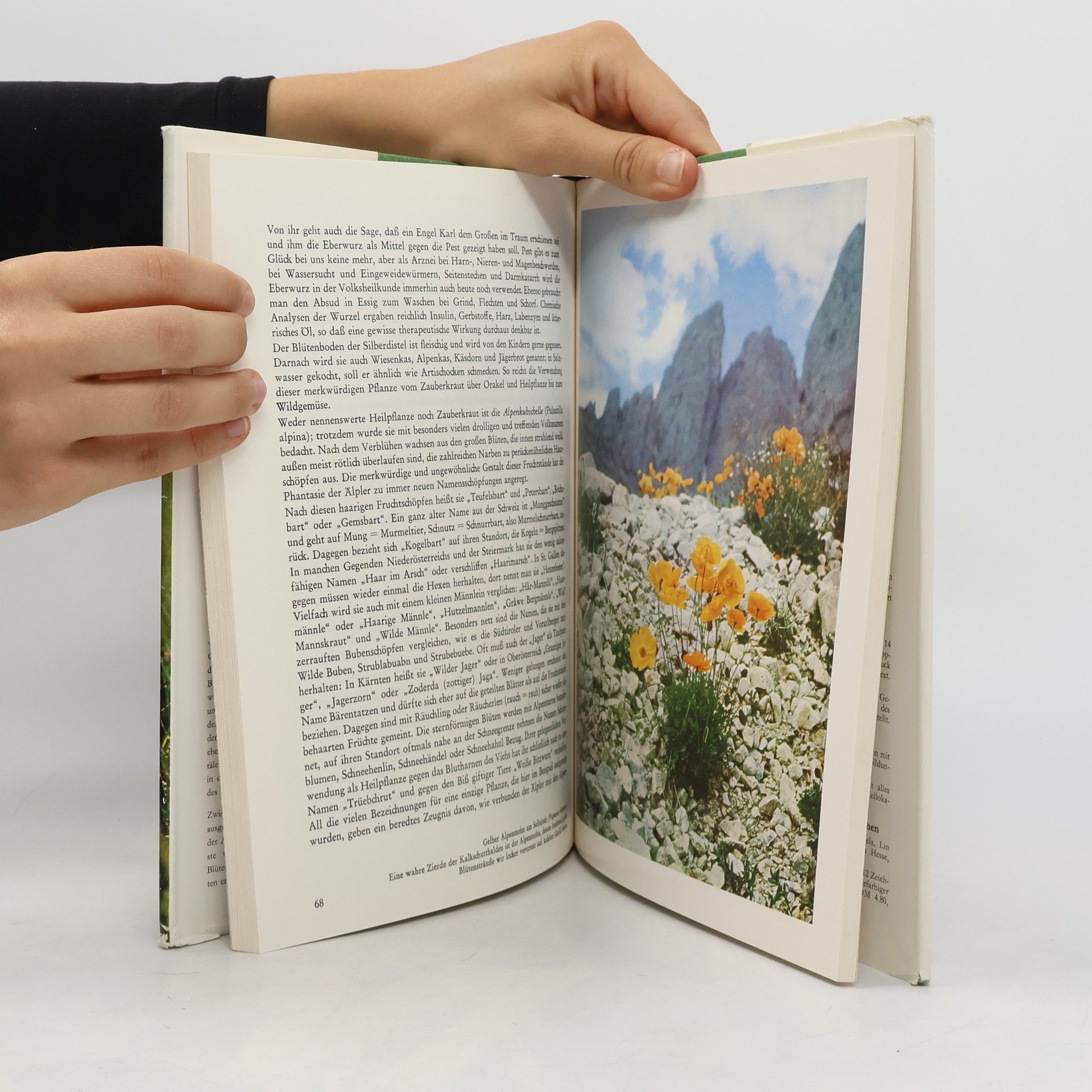 Kolektív autorov Zauberwelt der Alpenblumen