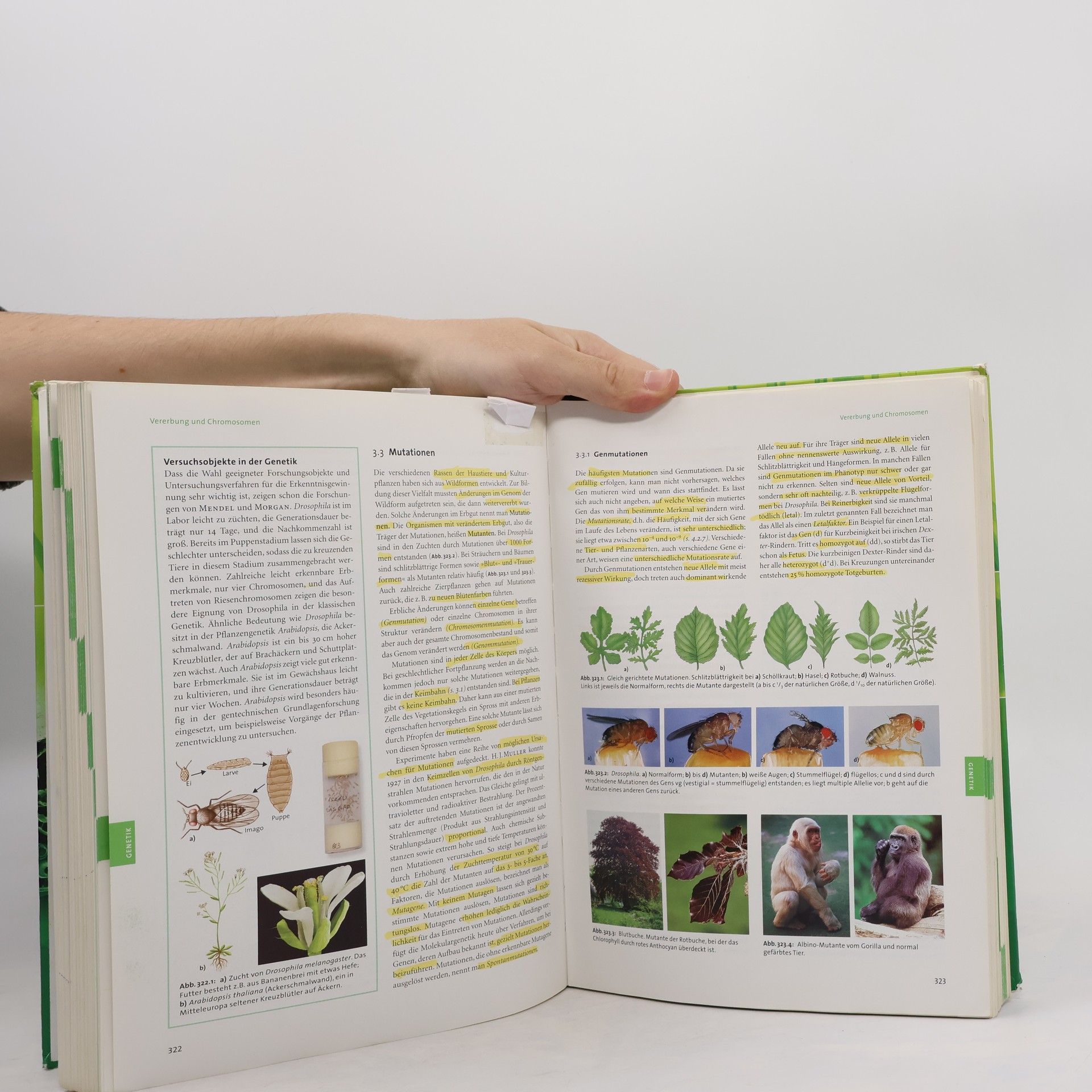 Autorenkollektiv Linder Biologie