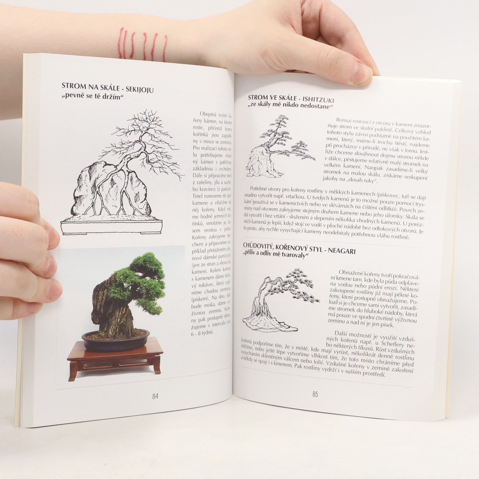Jaroslav Pišl Bonsai nejen v paneláku