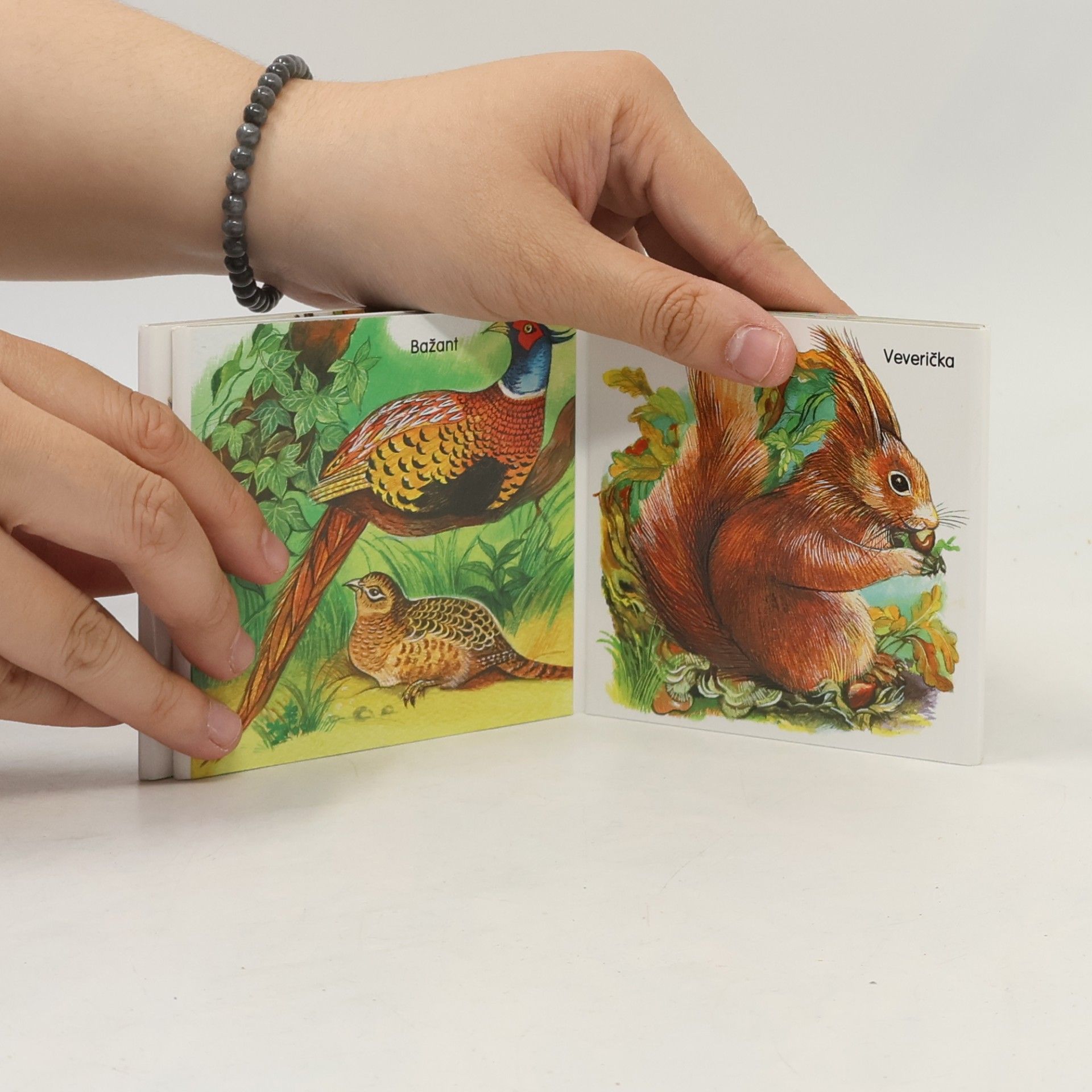 Kolektiv autorů Zvieratká v lese