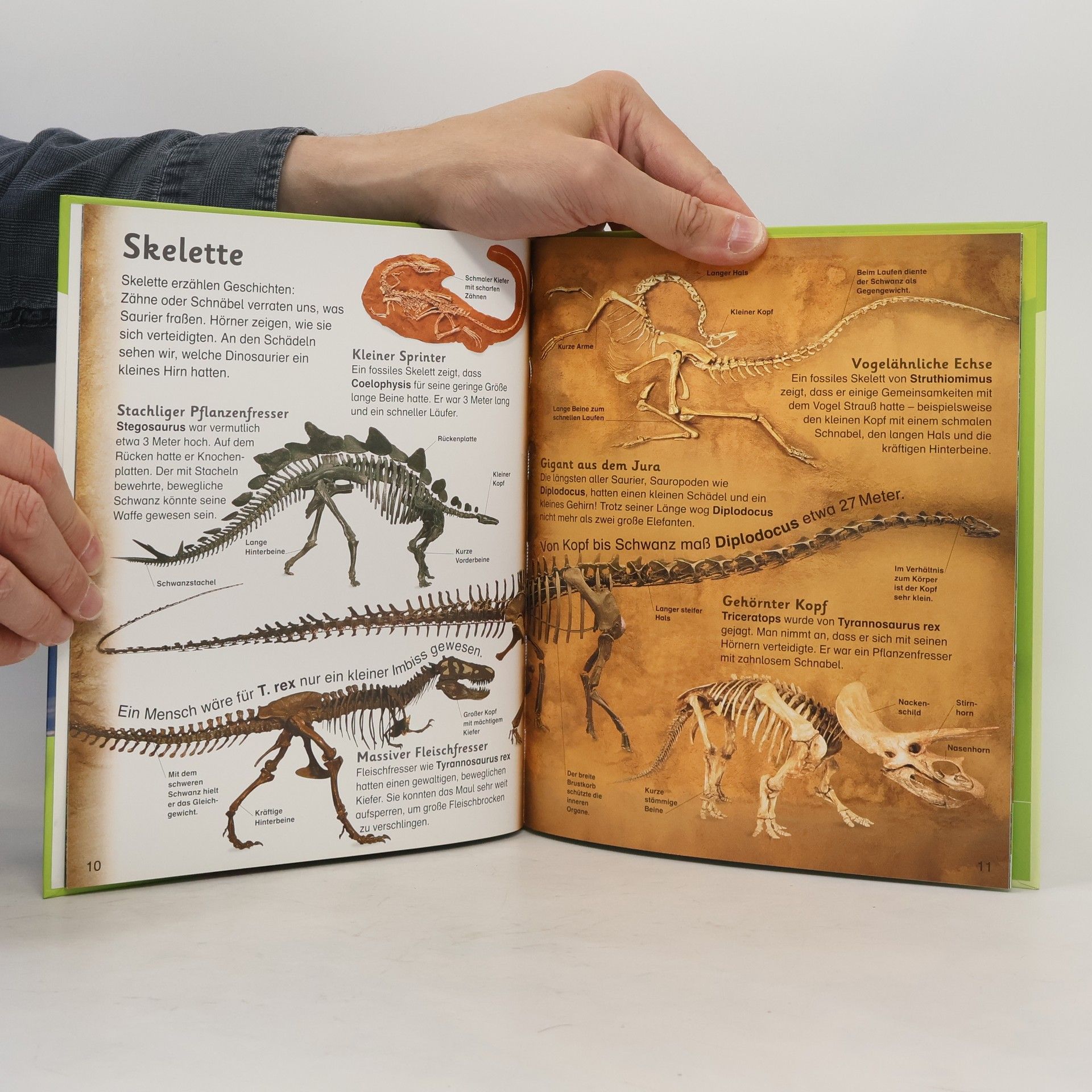 Sarah Walker Dinosaurier