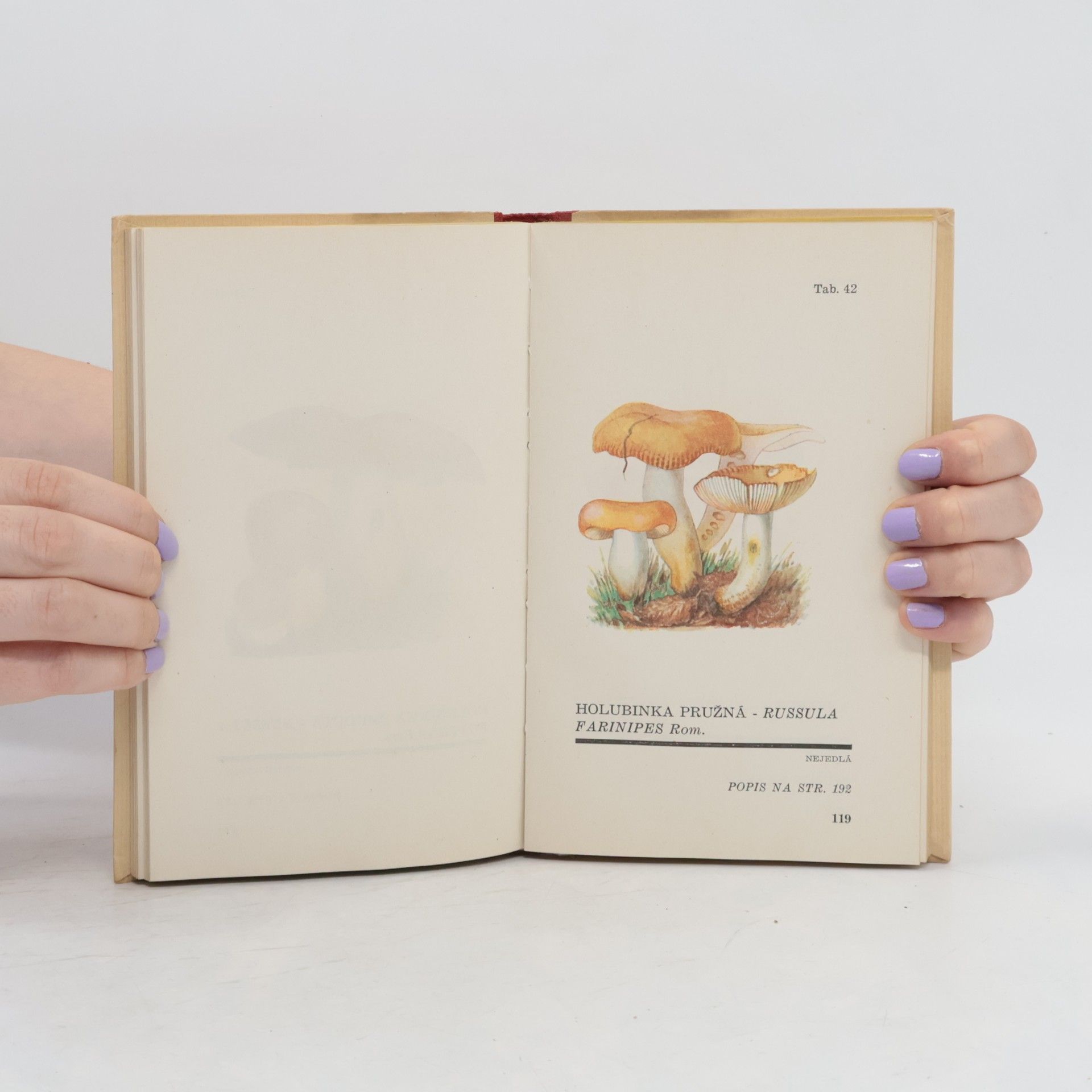 V. Melzer Atlas holubinek